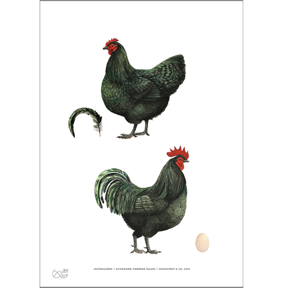 Koustrup Co アートポスター サイズ Australorps Chickens オーストラロプス品種の雄と雌のにわとり 北欧ブランド 北欧 黒 鳥 ヨーロッパ 図鑑 ポスター 北欧雑貨 ウォールデコ インテリア ナチュラル アート ギフト インポート 海外 輸入 デンマーク Koustrup Co アートポスター サイズ Australorps Chickens オーストラロプス品種の雄と雌のにわとり 北欧ブランド 北欧 黒 鳥 ヨーロッパ 図鑑 ポスター 北欧雑貨 ウォールデコ インテリア ナチュラル アート ギフト インポート 海外 輸入 デンマーク
