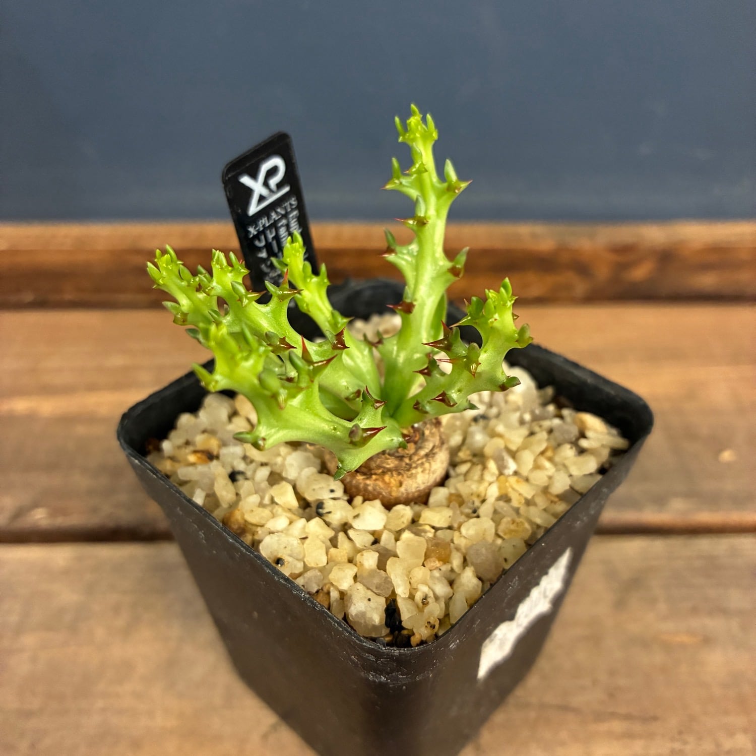 多肉植物 | PROTOLEAF プロトリーフ
