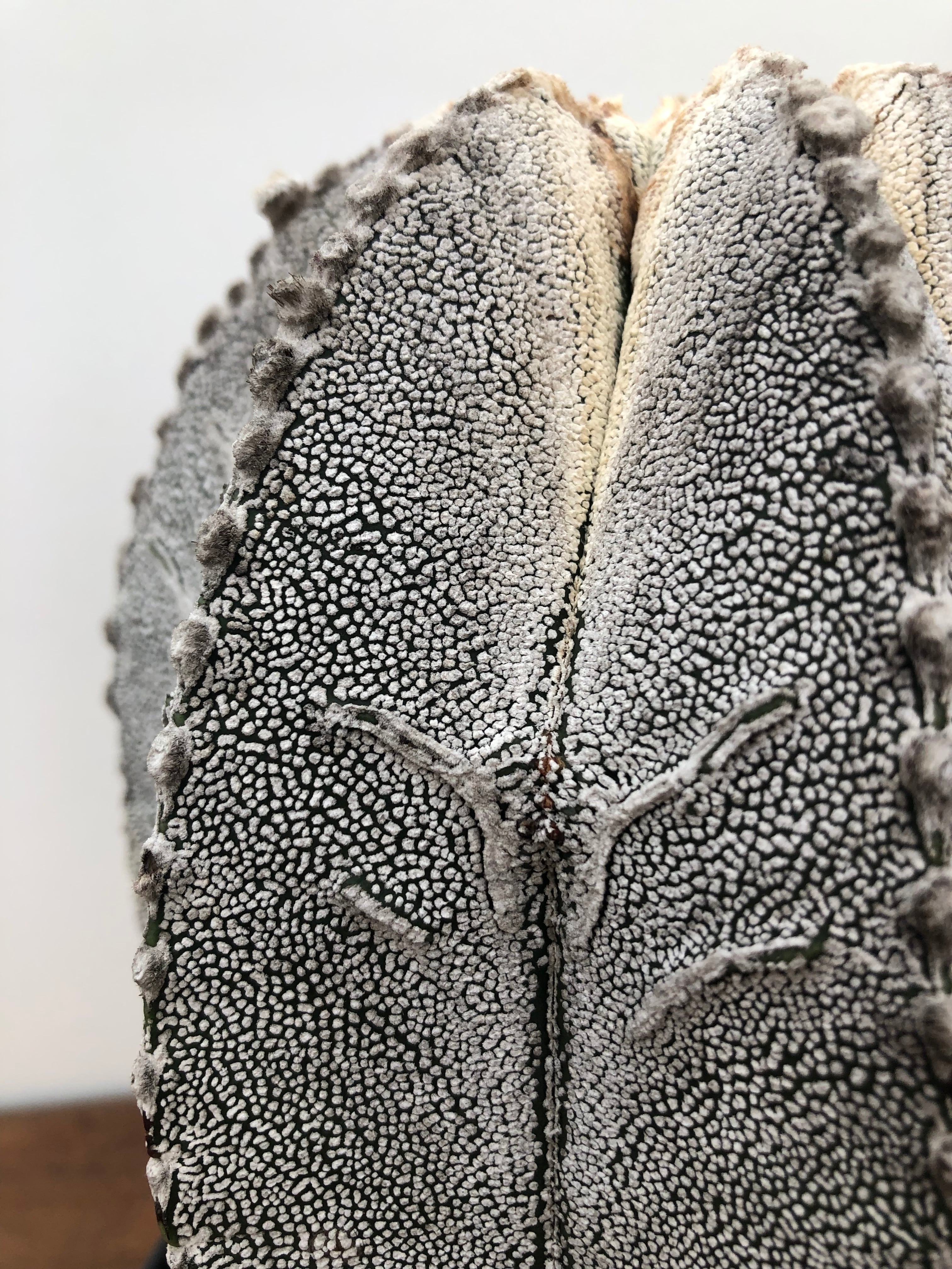 特大 古株 恩塚ランポー アストロフィツム 恩塚ランポー Astrophytum myriostigma 'Onzuka