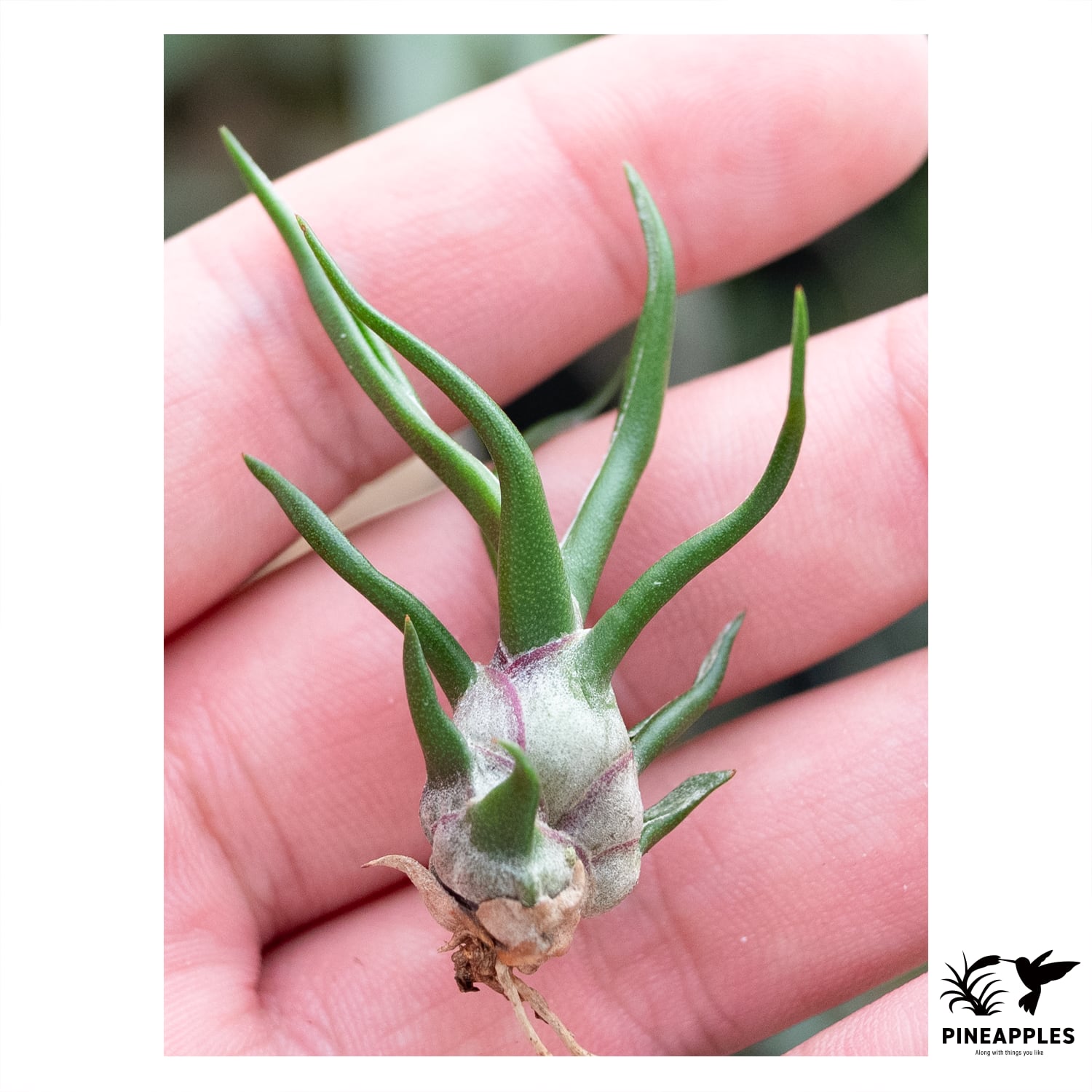 チランジア ブルボーサ タイニーダンサー Bulbosa tiny dancer ちい