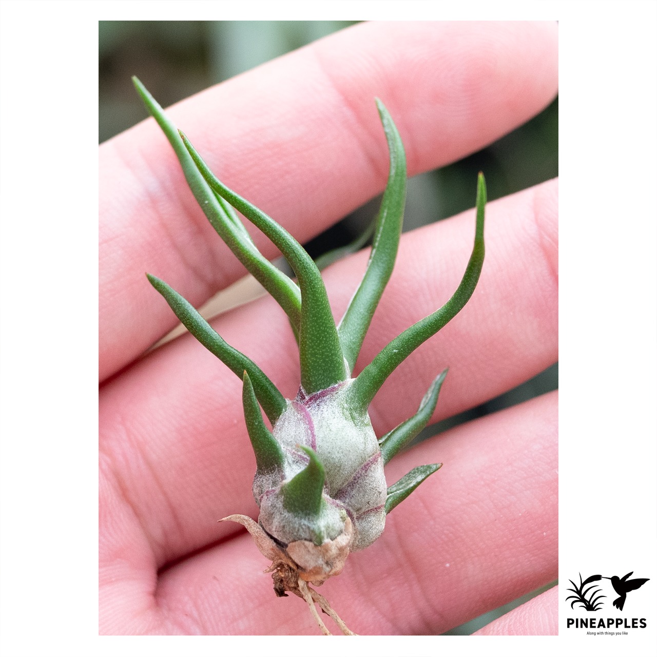 Tillandsia bulbosa 'Tiny Dancer' 【現品】 - 1