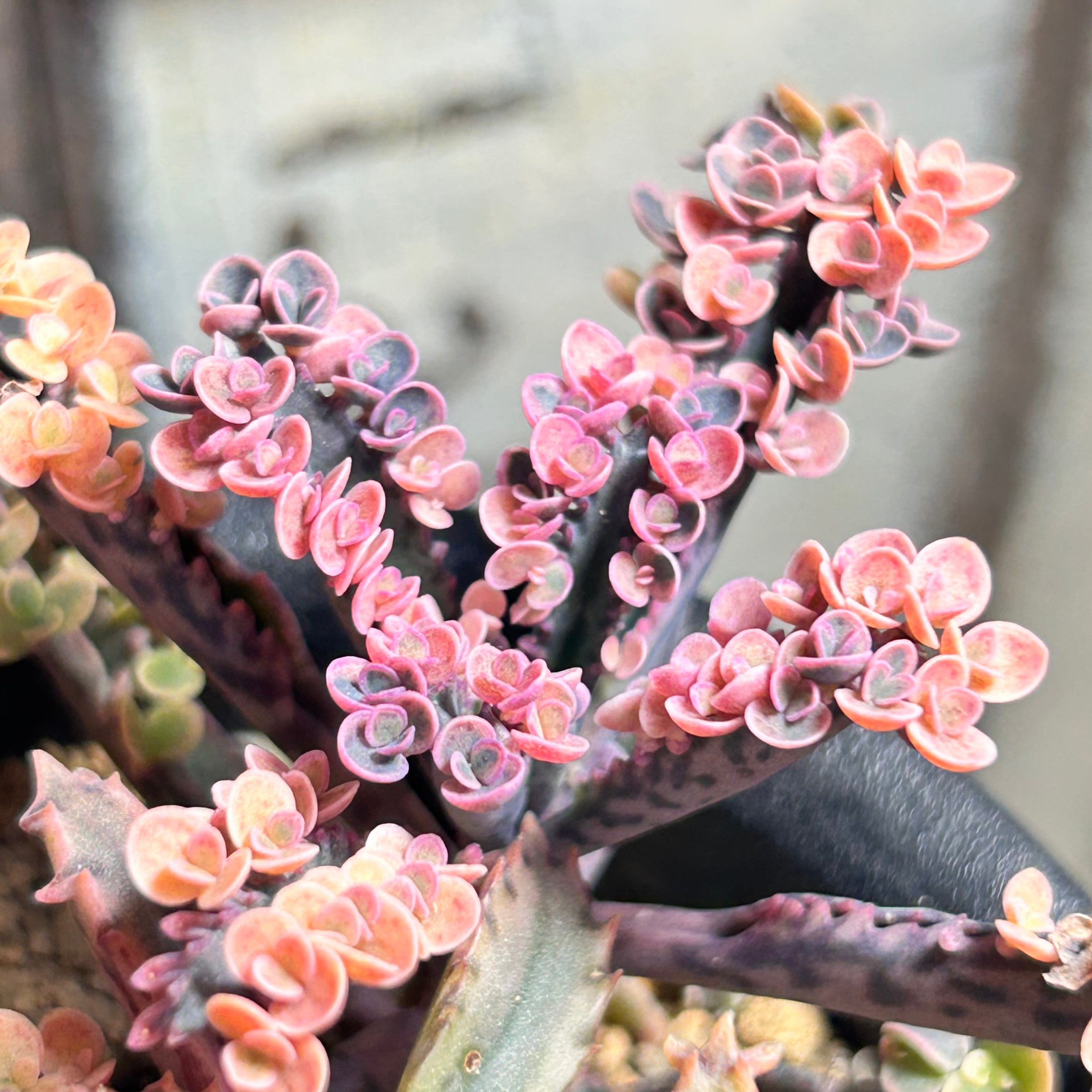 錦 | RuPo 多肉植物専門店