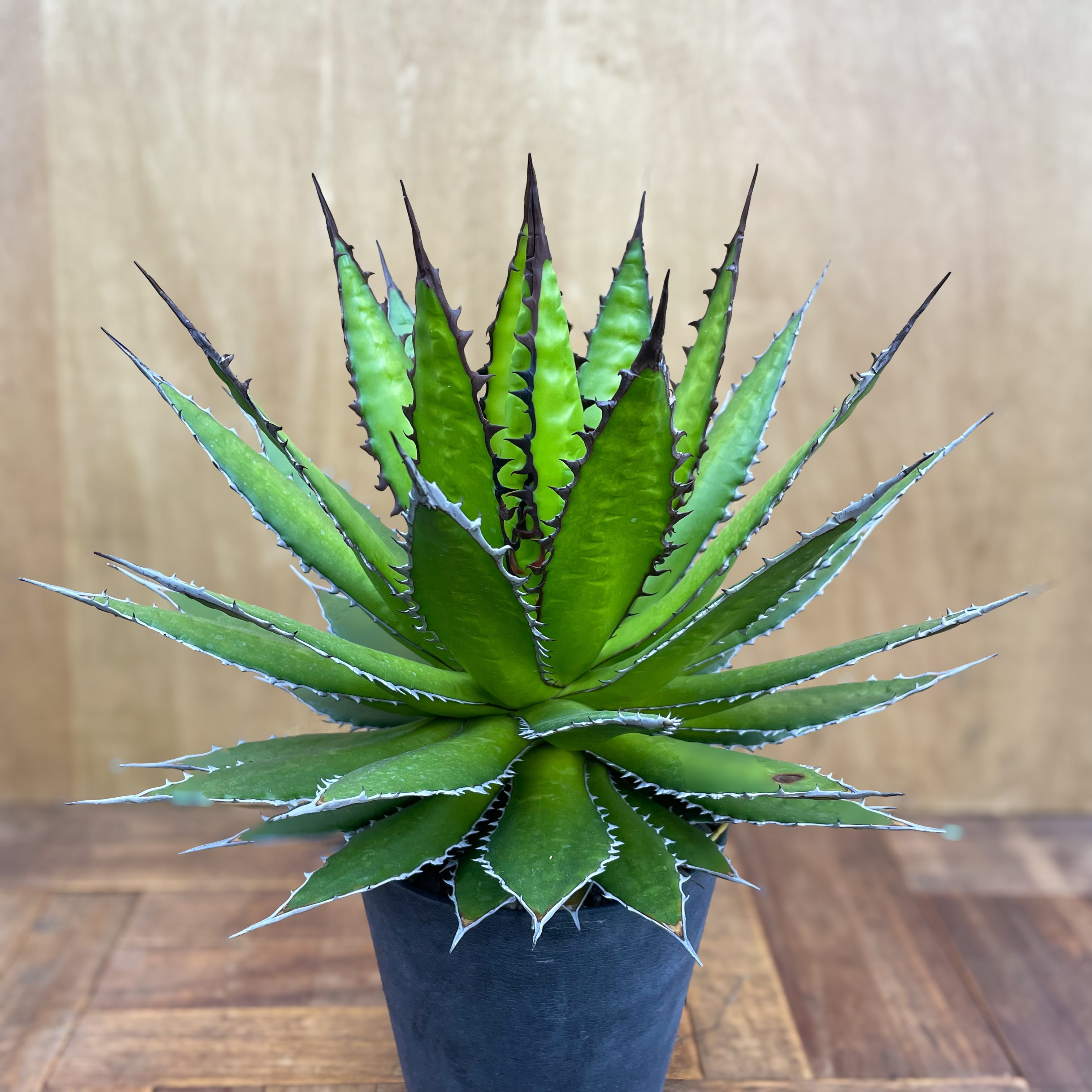 アガベホリダ極上株 Agave horrida No.AHRD020 アガベホリダ極上株 Agave horrida No.AHRD020 Agave horrida