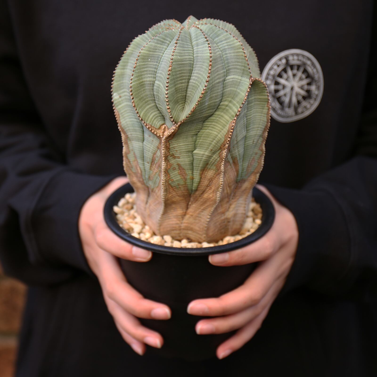 S076 塊根植物 Euphorbia obesaユーフォルビア オベサ 10株-