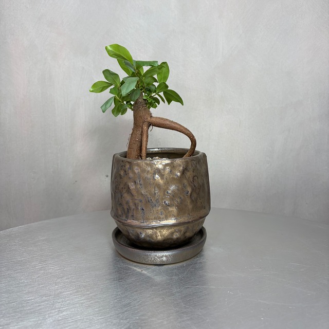 ガジュマル 観葉植物 陶器鉢 植え込み