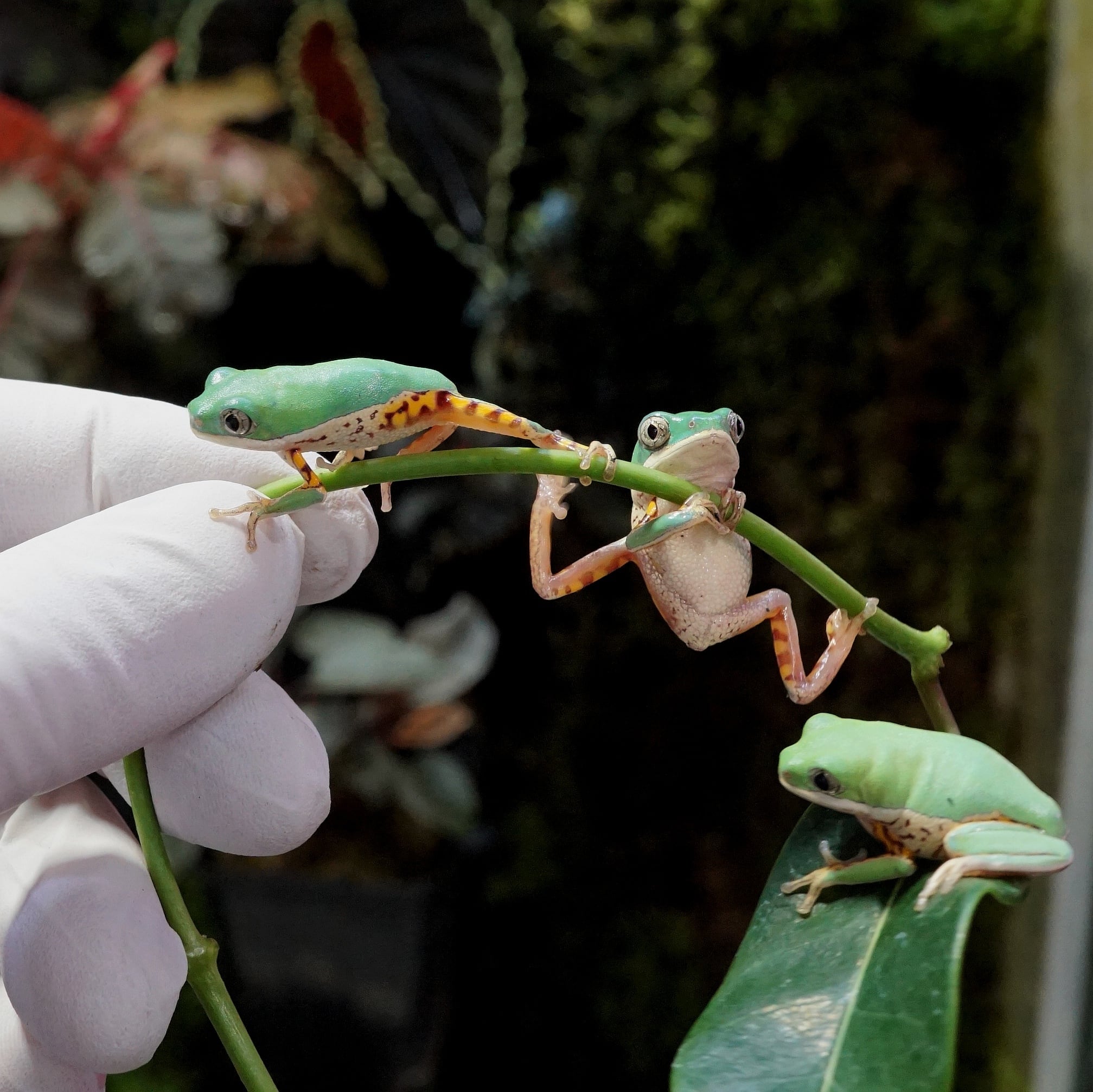テヅカミネコメガエル Phyllomedusa hypochondrialis | ブルーゲッコー
