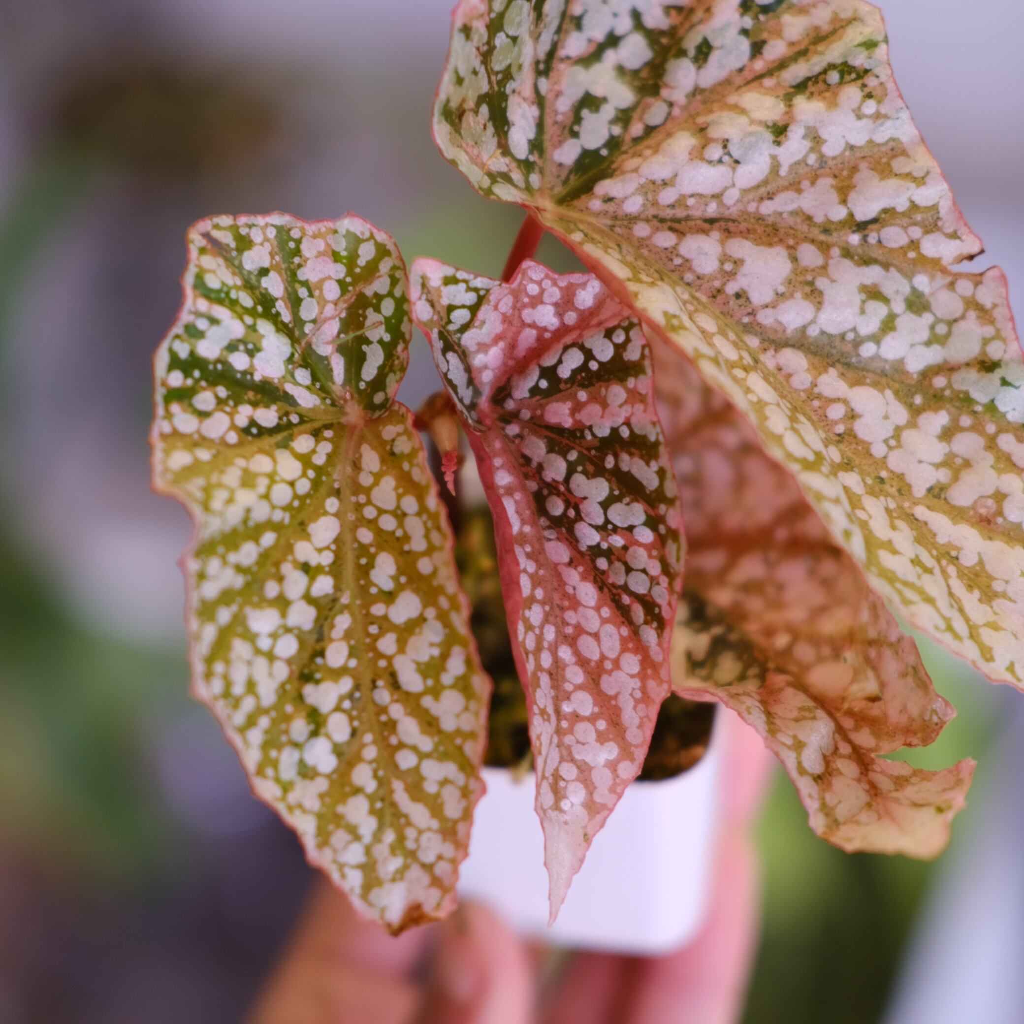 Begonia Snow Capped Variegata③｜ベゴニア スノーキャップド 斑入り