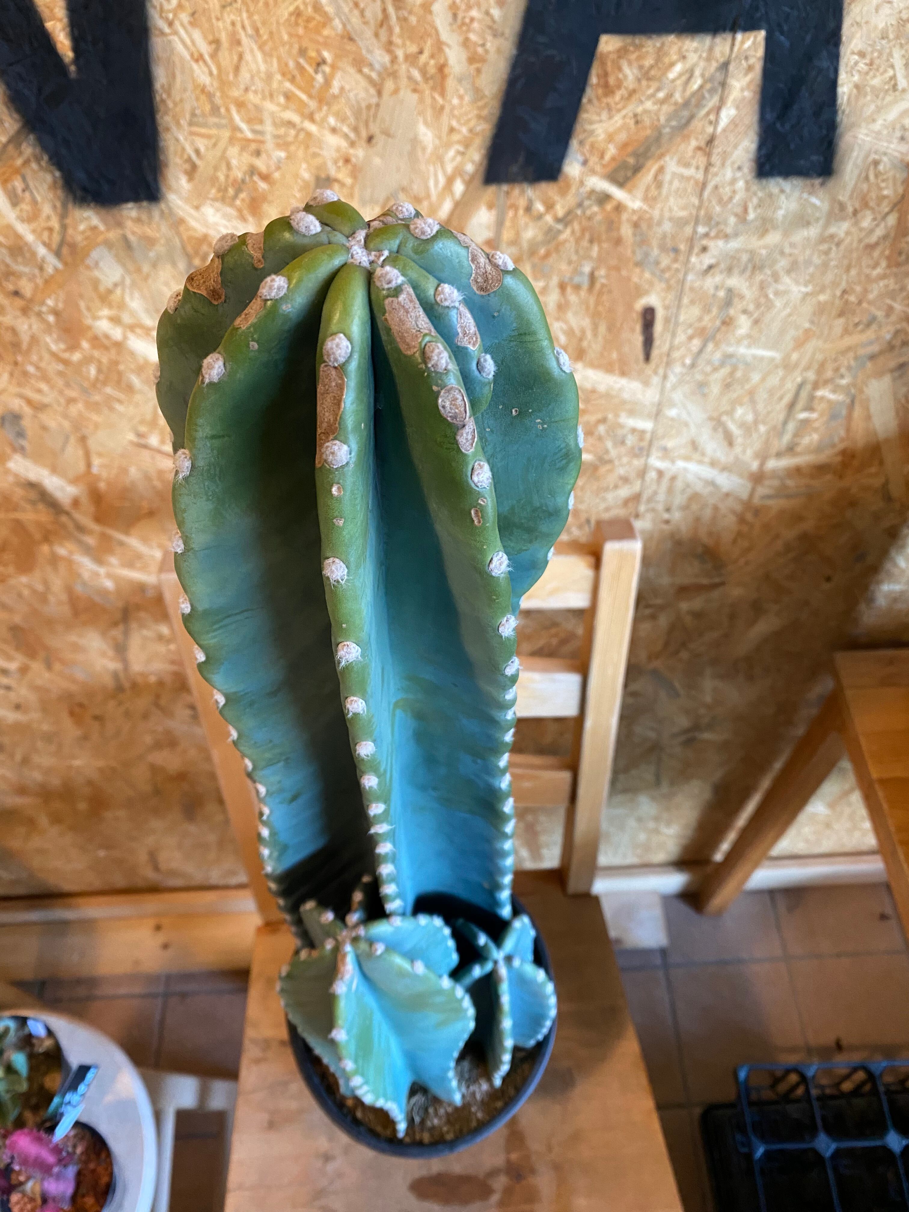 柱サボテン H70cm W15cm 口径15cm | Garden Varejo