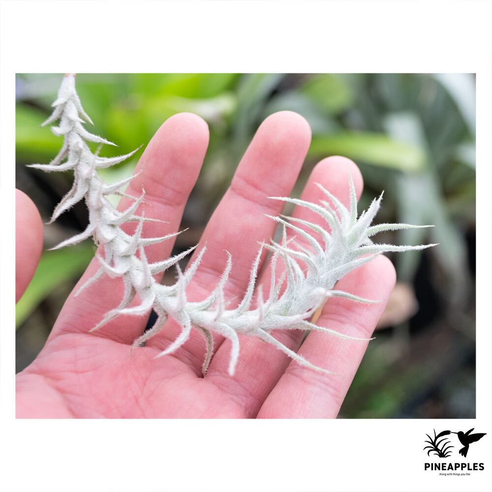 ブロメリア・エアープランツ Tillandsia brachyphylla Tillandsia brachyphylla - Bromeliads in Australia PINEAPPLES