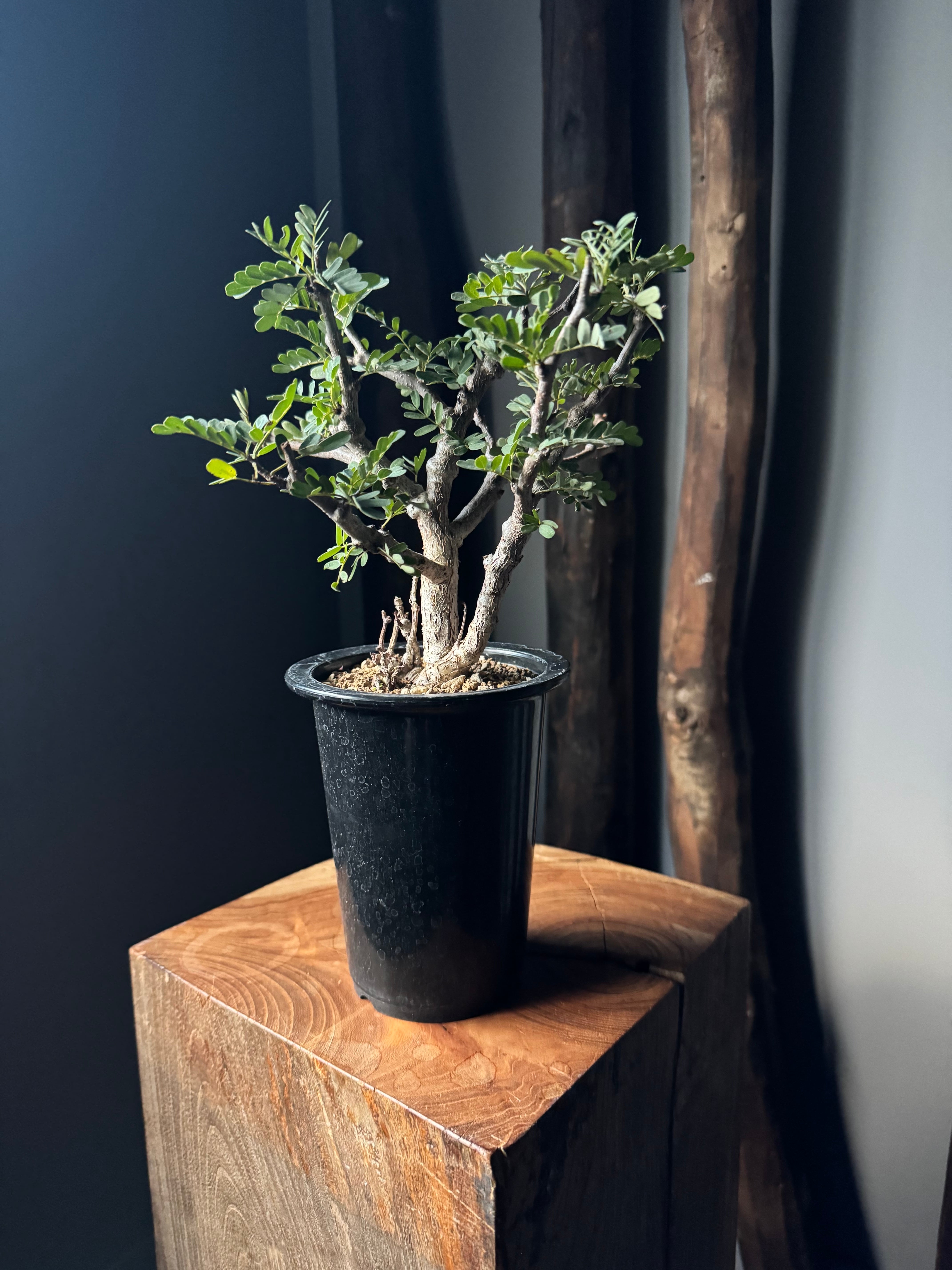 【新着】Senna meridionalis【大きめ最高の枝振り】センナ メリディオナリス