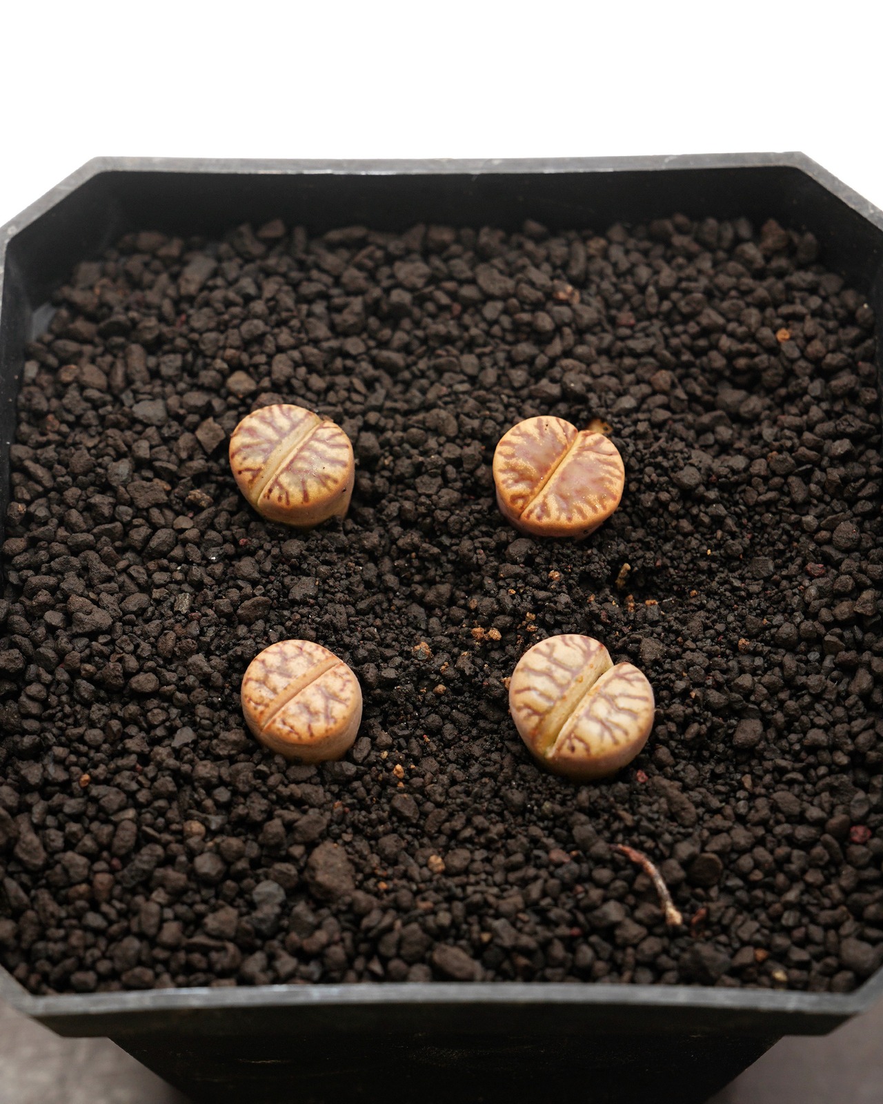 カット苗 線柘榴(紅珊瑚) Lithops bromfieldii 'Red Coral'