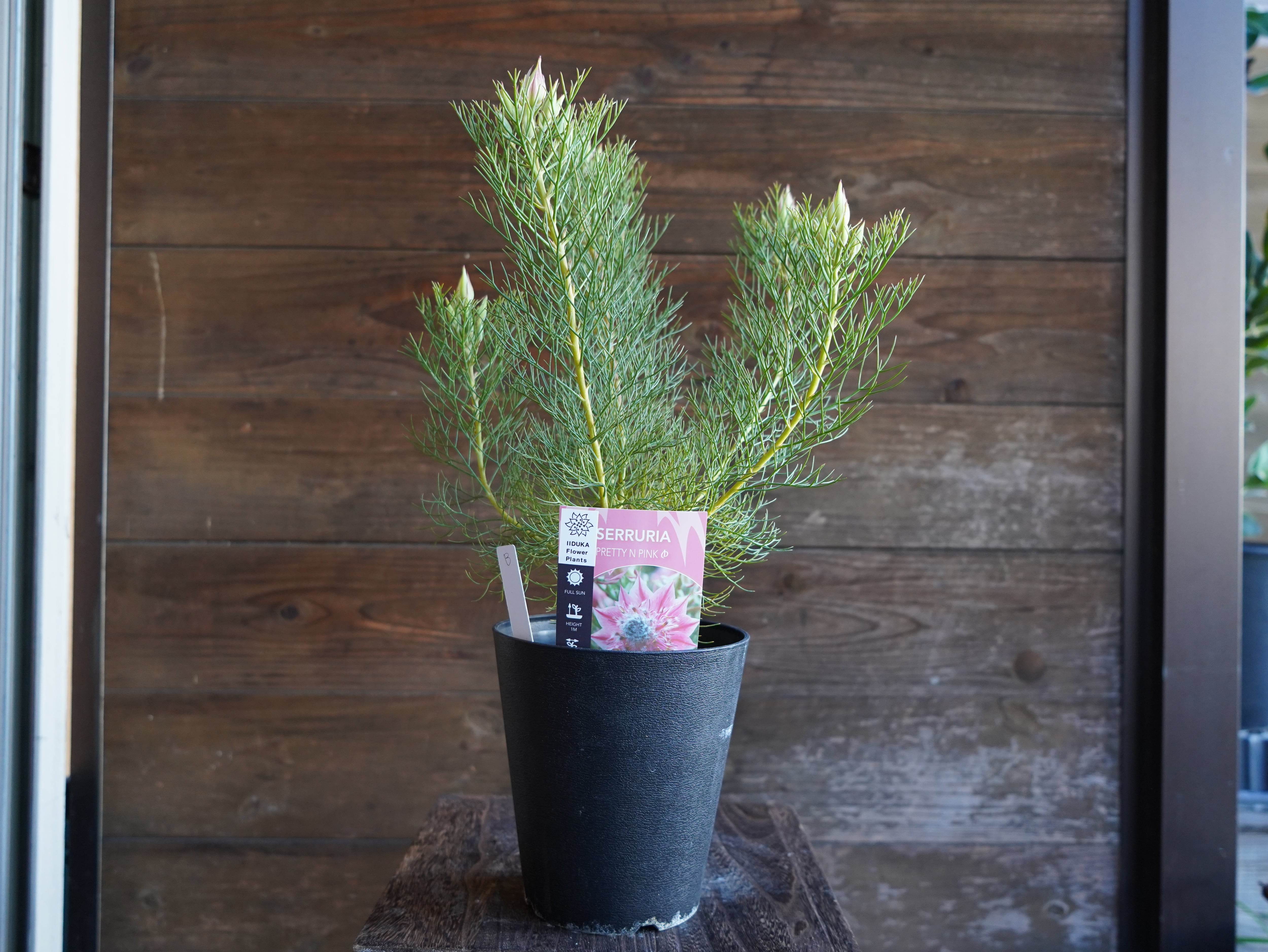 【現物】セルリア　”プリティピンク”　B