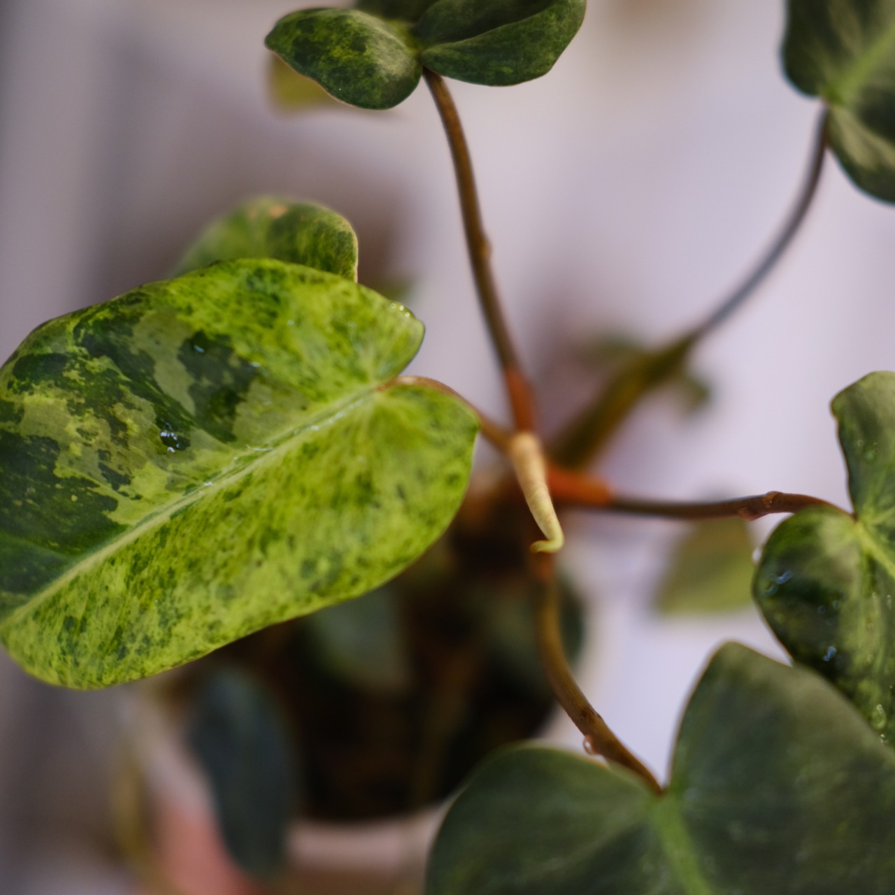 Philodendron el choco red × Philodendron billietiae variegated②｜フィロデンドロン｜観葉植物