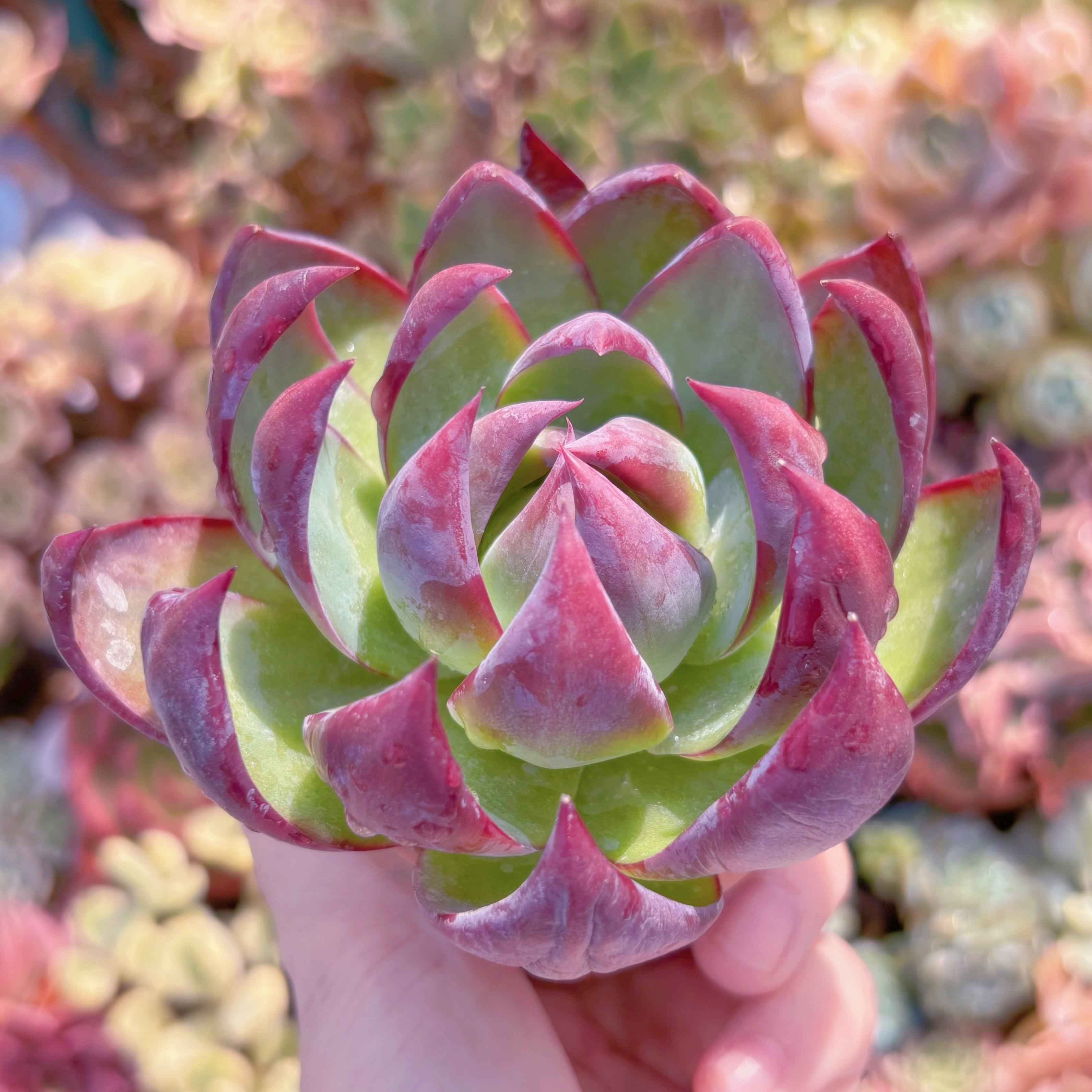 多肉植物 カシオ(大) 新入荷 るる農園 | るる農園~多肉植物専門