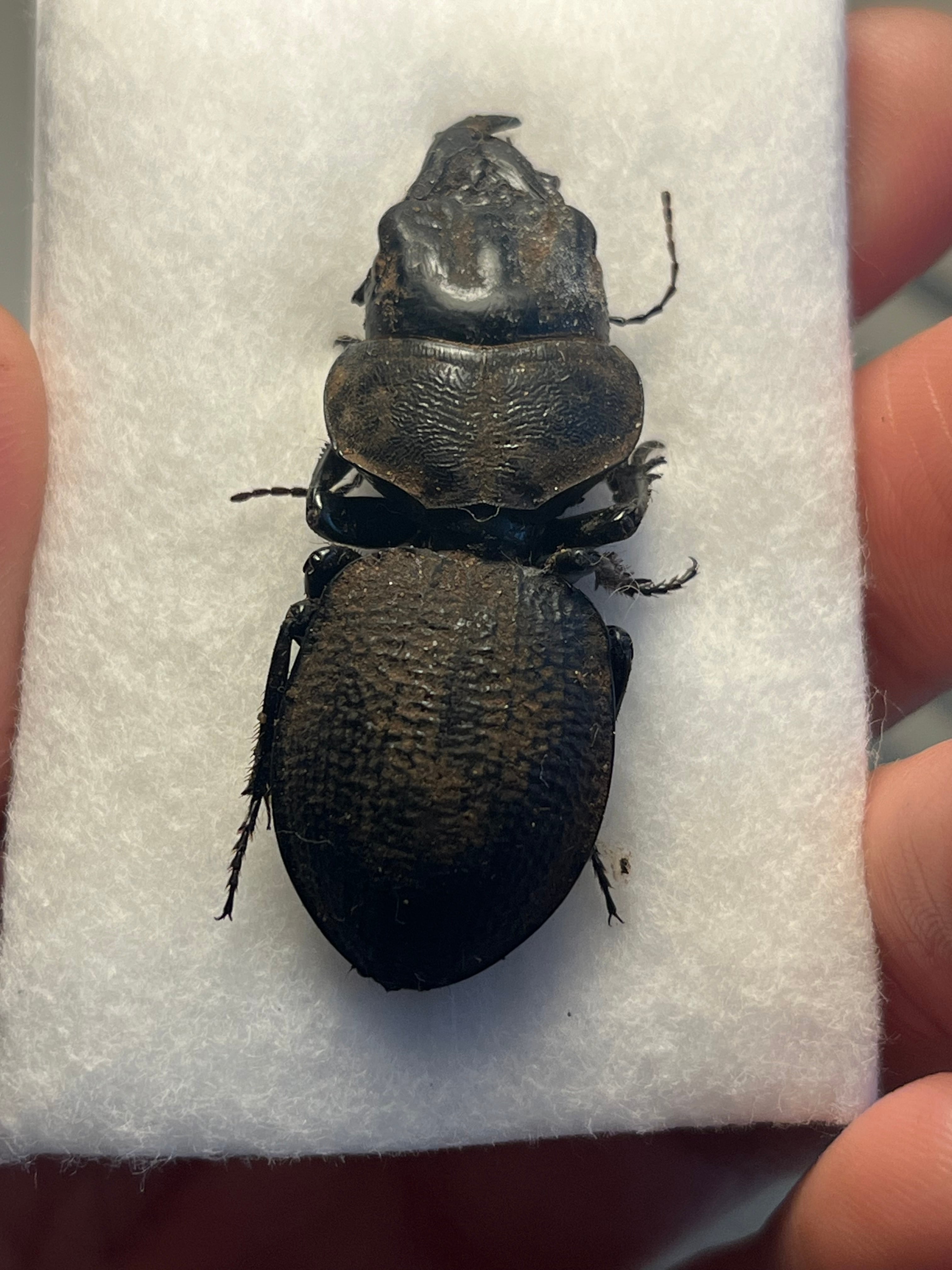 乾燥珍々】シロアリの女王標本 超巨大 液浸標本 昆虫標本 パラポネラ