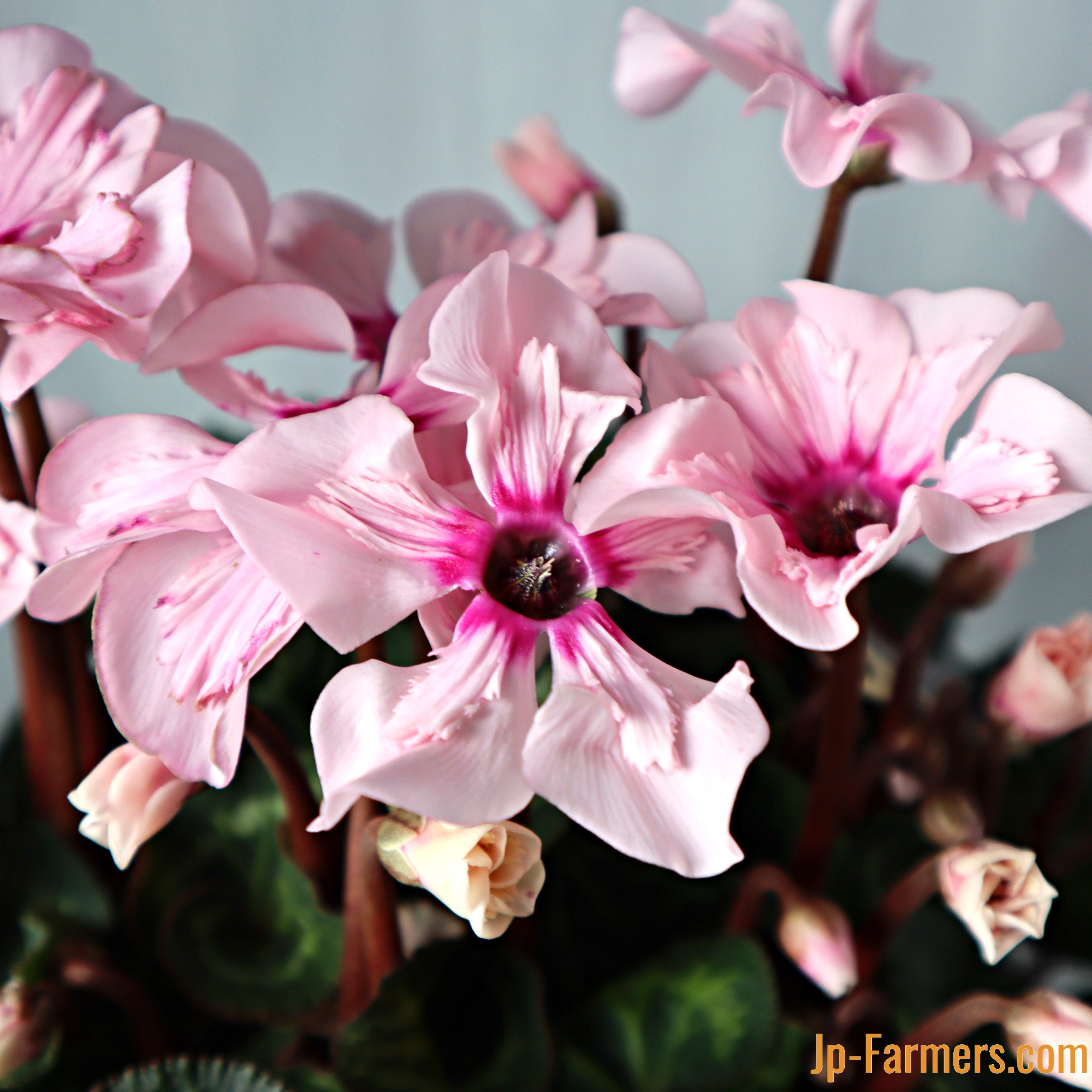 クリスマス限定 】 魅力たっぷり 新品種進化系シクラメン イリュージア