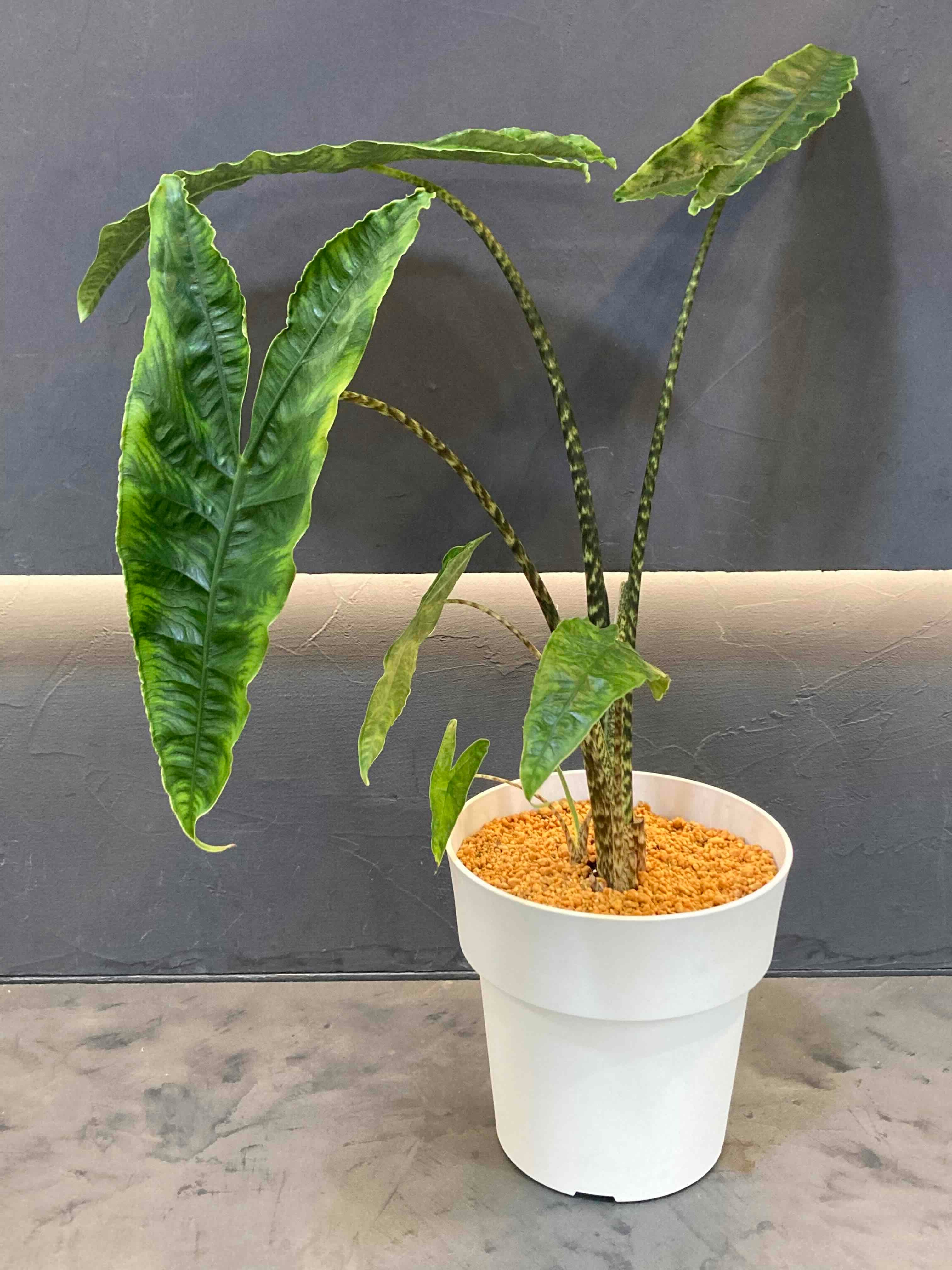 アロカシア・レティキュラータ