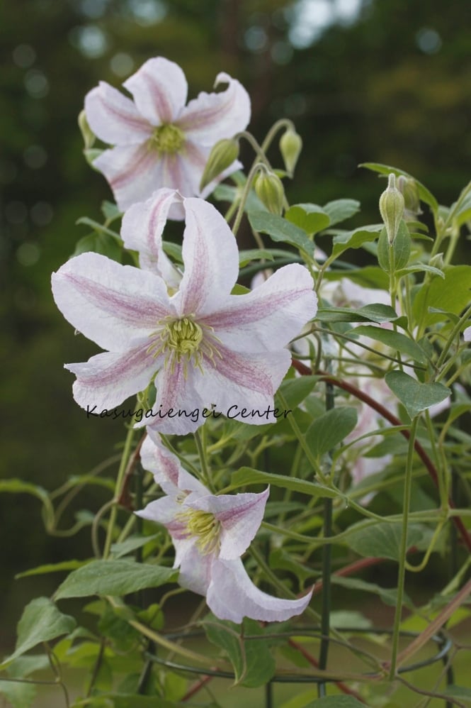 ピンク プリンス チャールズ　Clematis 'Pink　Prince Charles'　-遅咲き大輪系　K-46