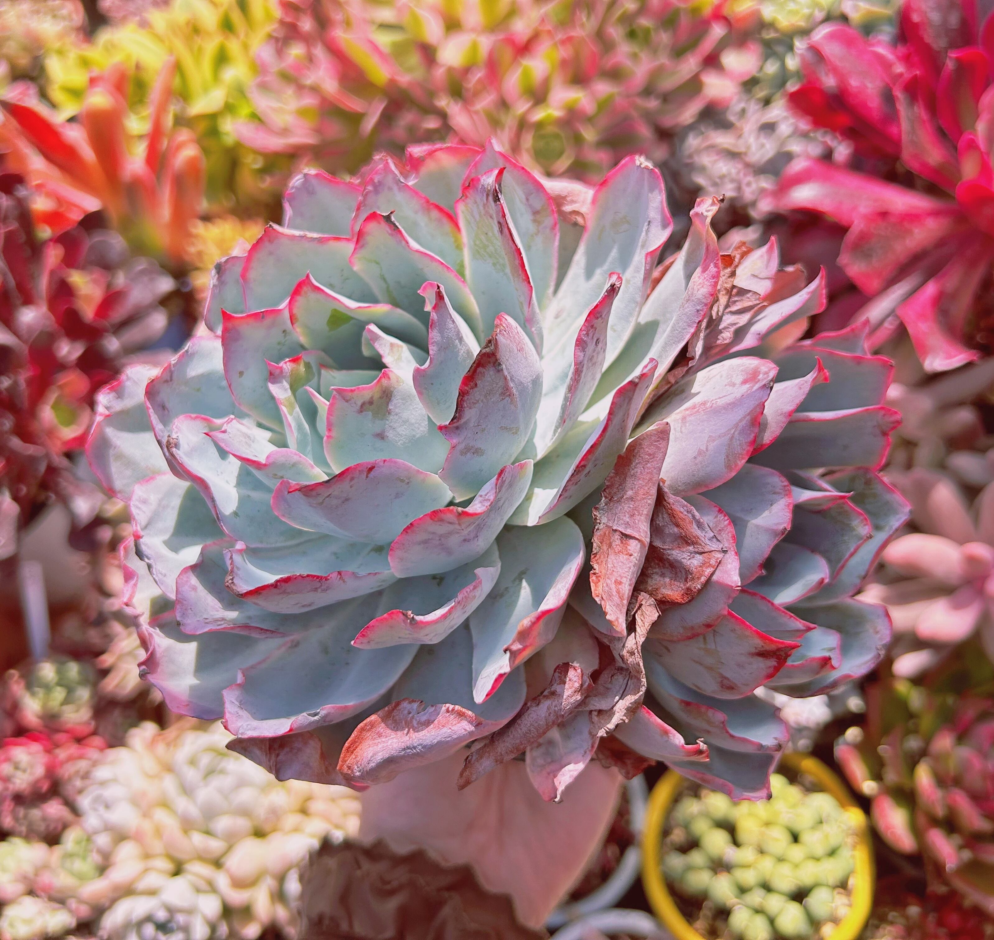 #589現物　多肉植物　ブルーライト　特大