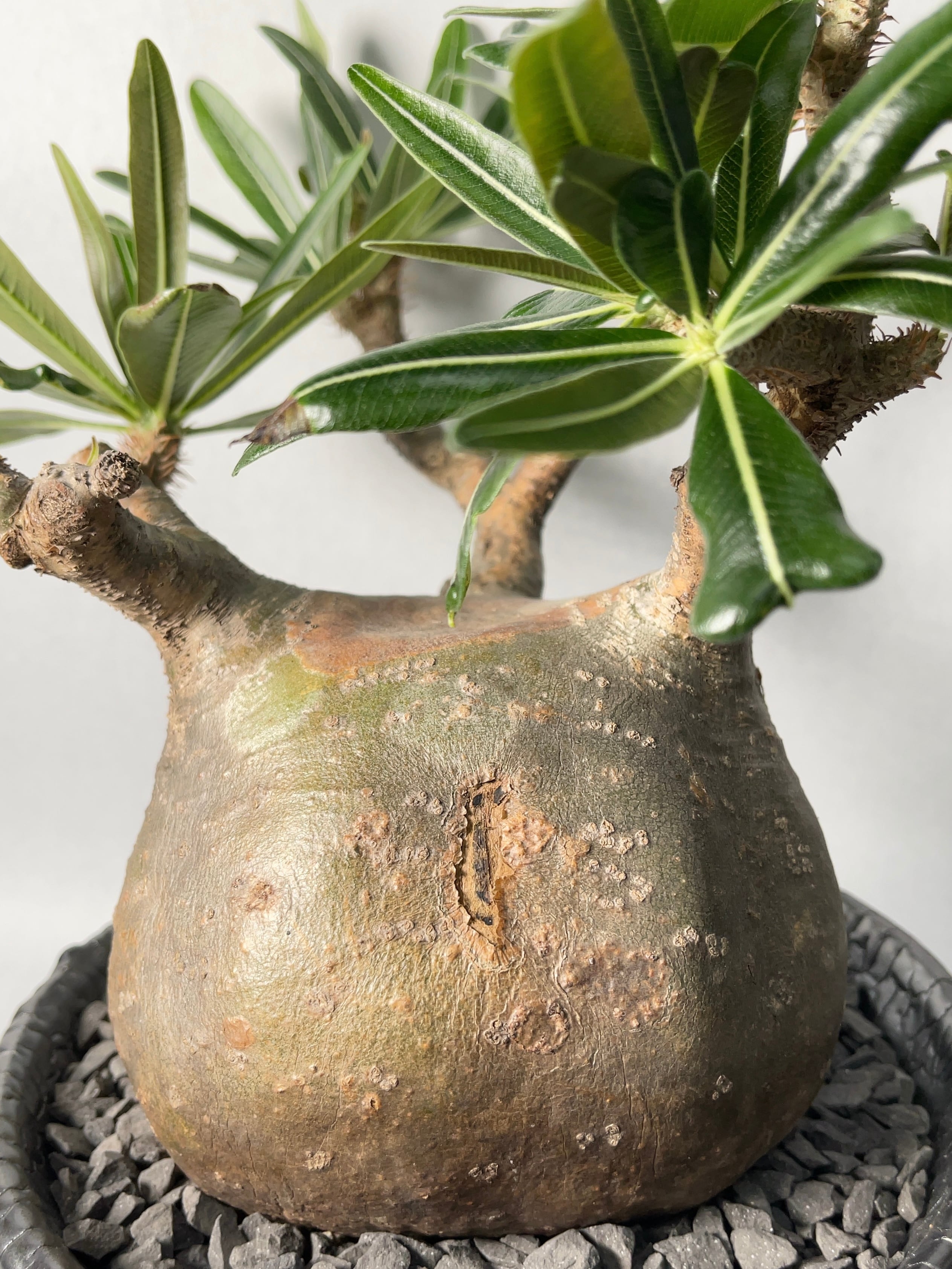 パキポディウム・グラキリス | trigger