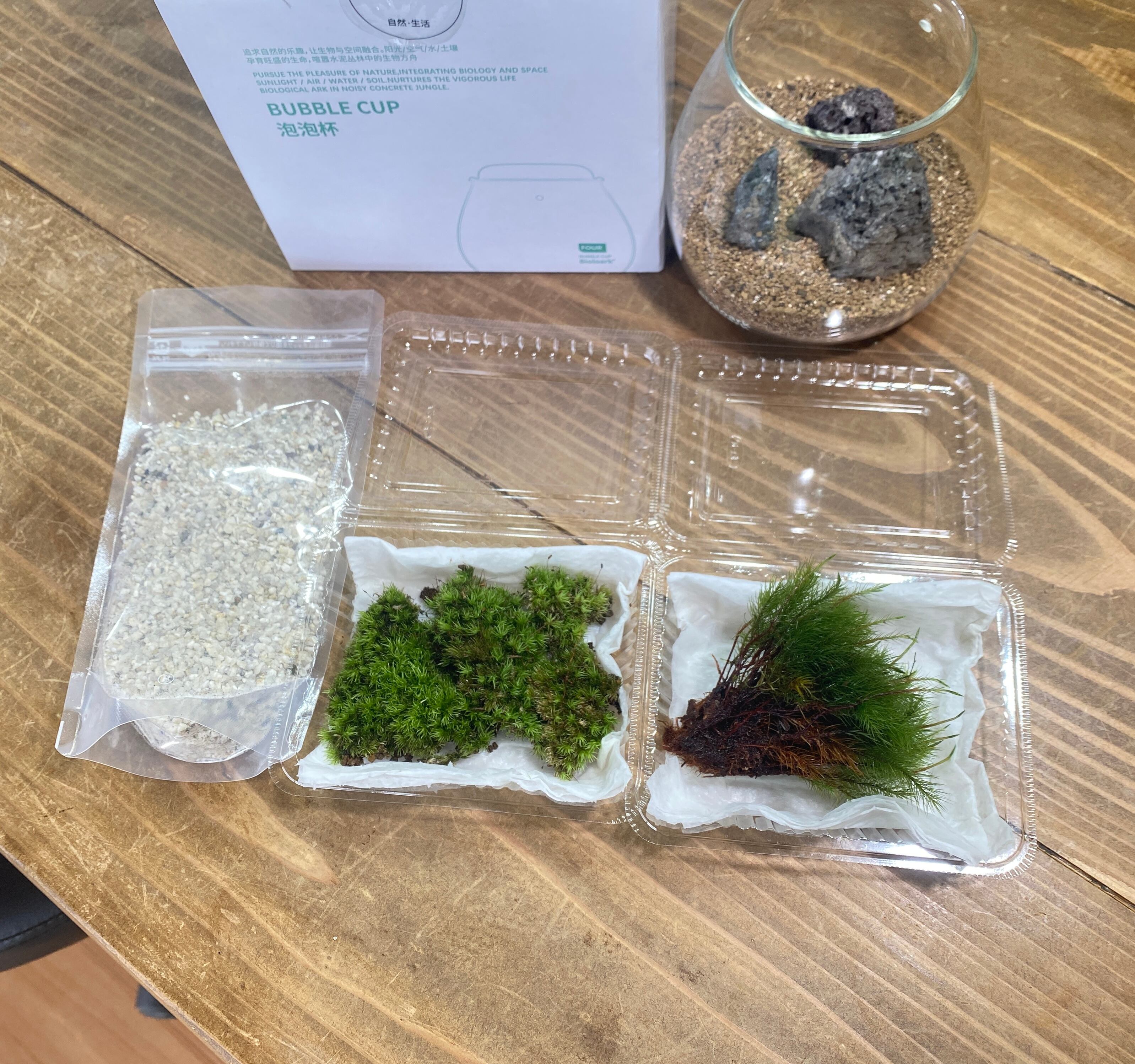 初めての苔テラリウムキット BubbleCupFOUR | 栽培苔と苔テラリウム
