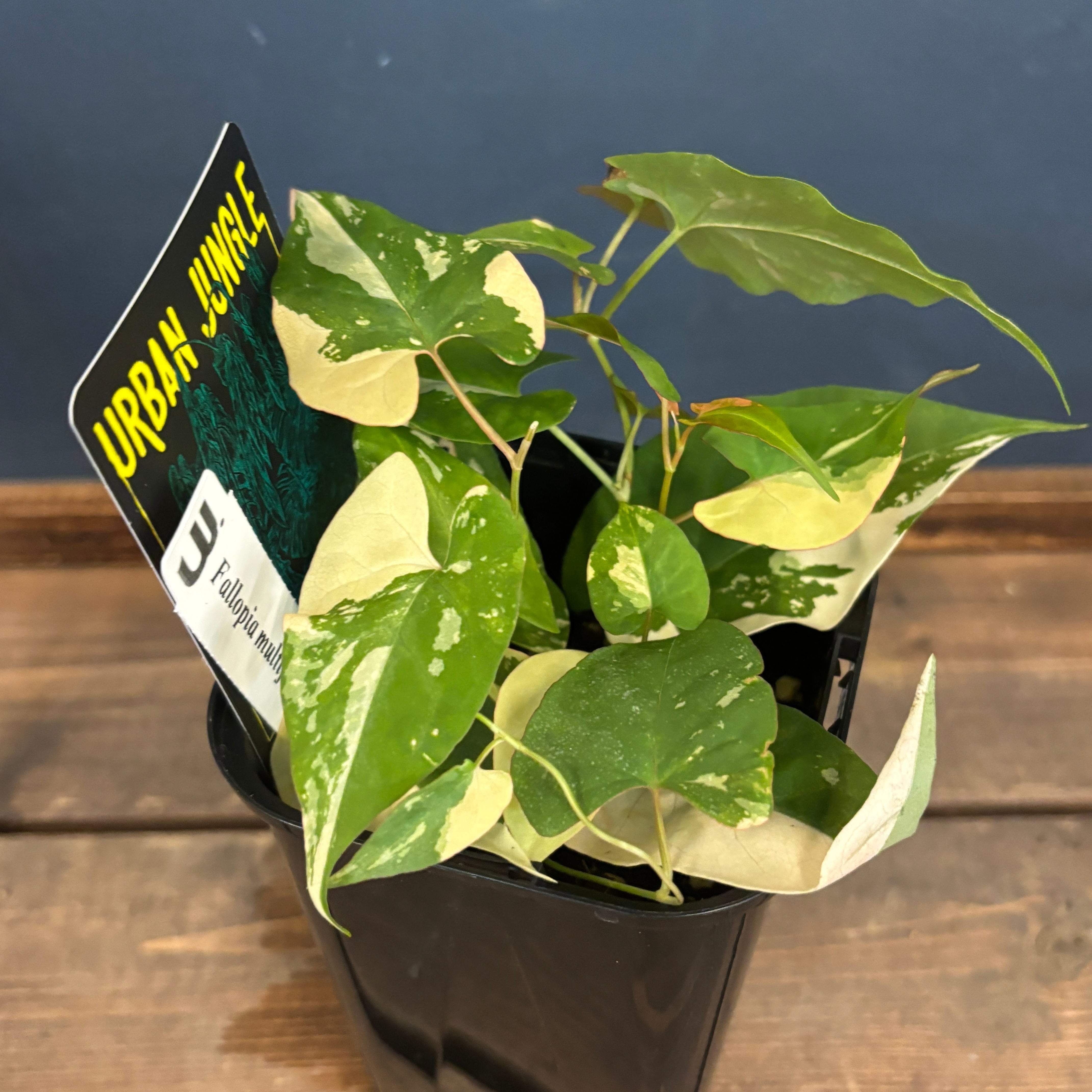 ファロピアマルチフローラ【890】 | PROTOLEAF プロトリーフ