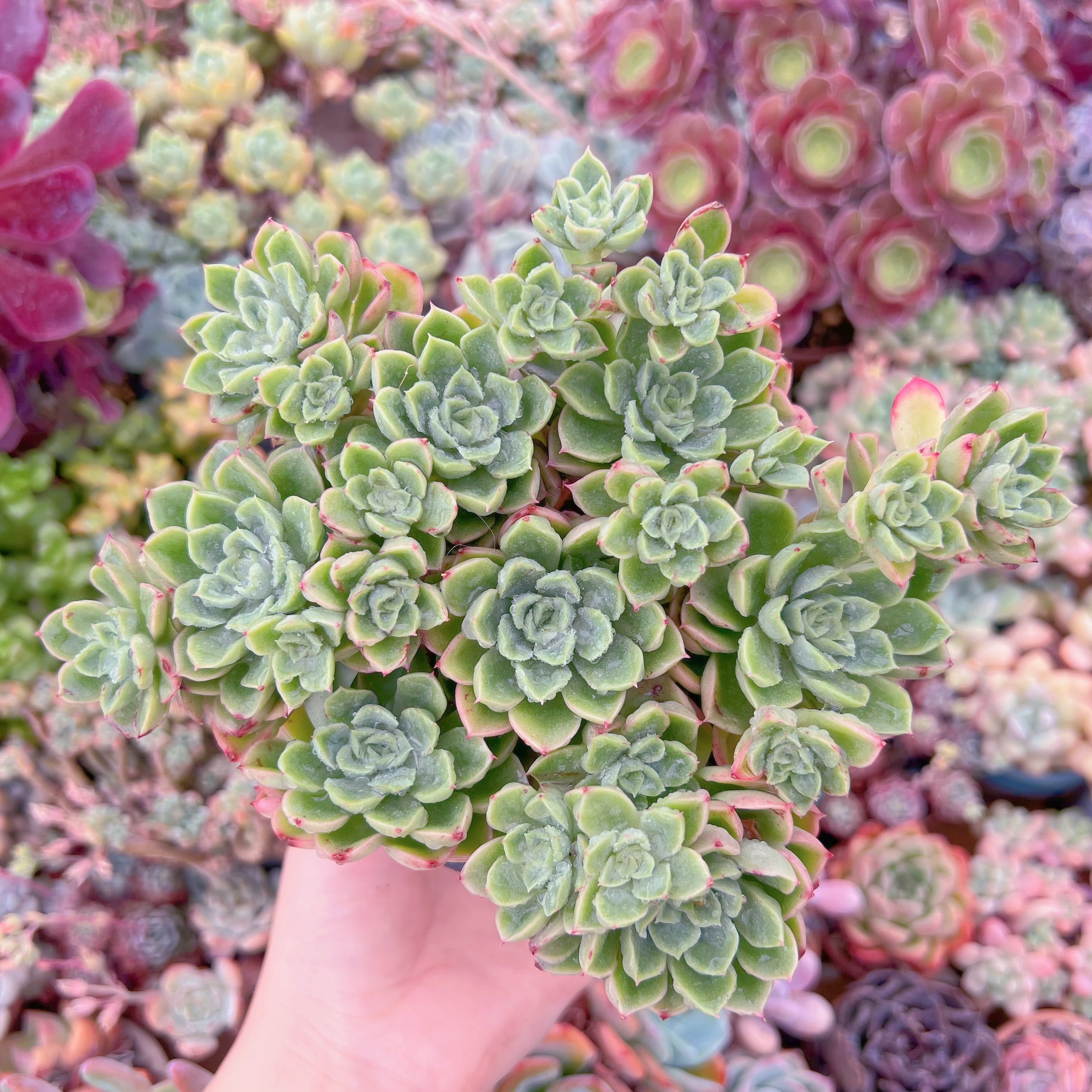 現品　ハワイの踊り子#736　特大群生　るる農園