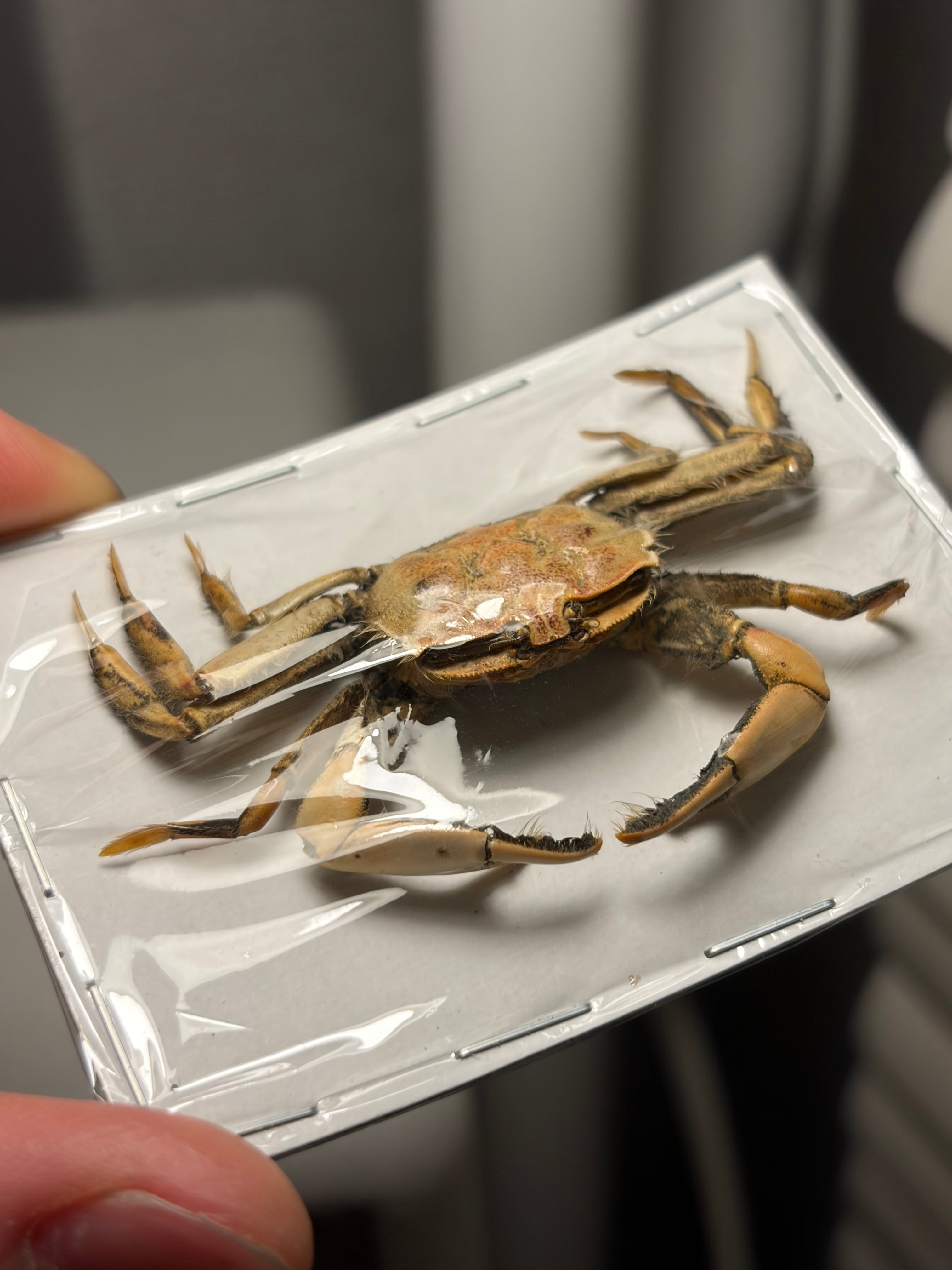 蟹標本】一般的なカニの標本 ガニ 甲殻類 シャコ エビ モンハナシャコ