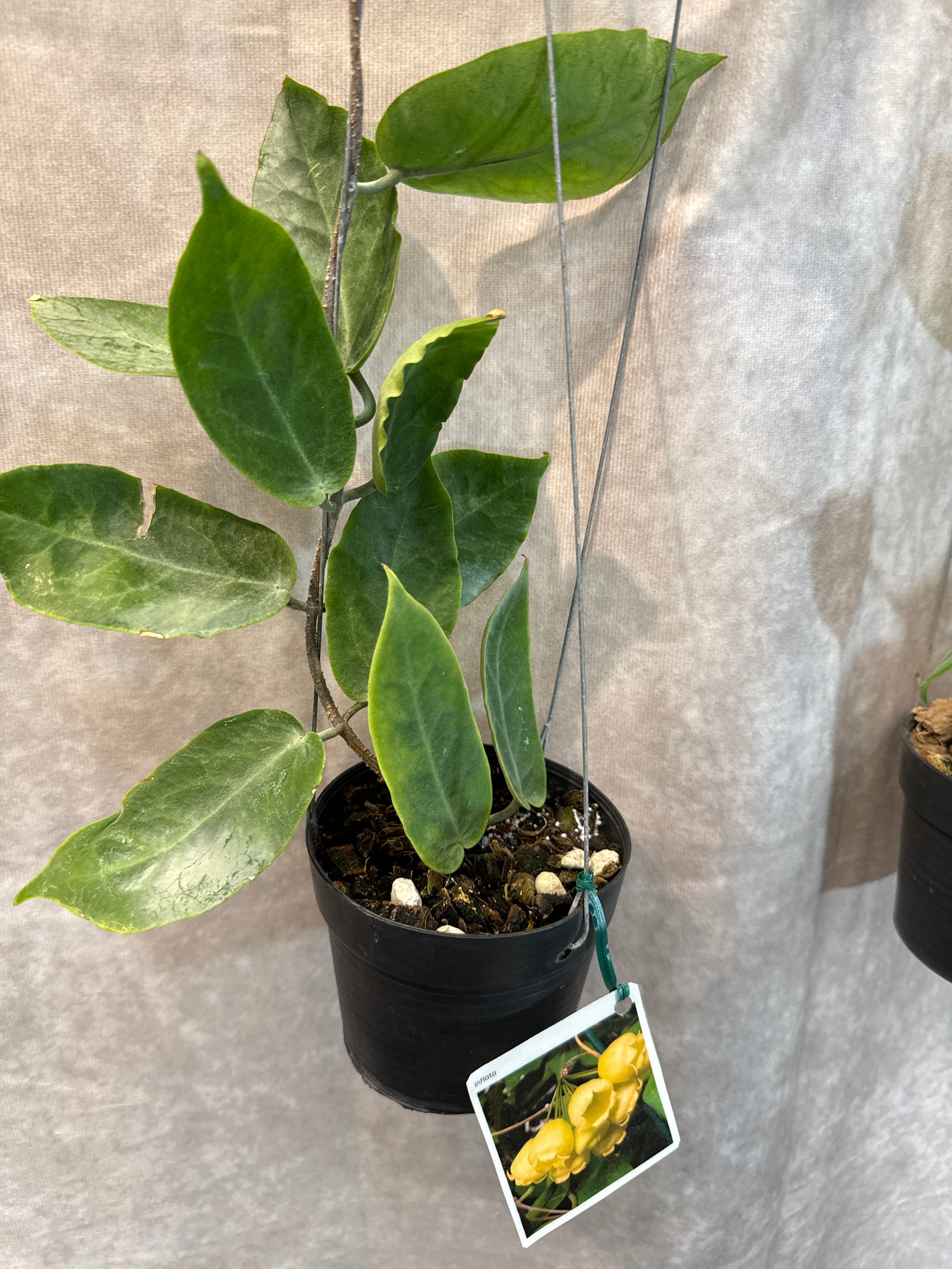 hoya ホヤ　インフラータ　inflata 3号　吊り鉢　② hoya inflata / ホヤ インフラータ | Gardenえん 【観葉熱帯植物】