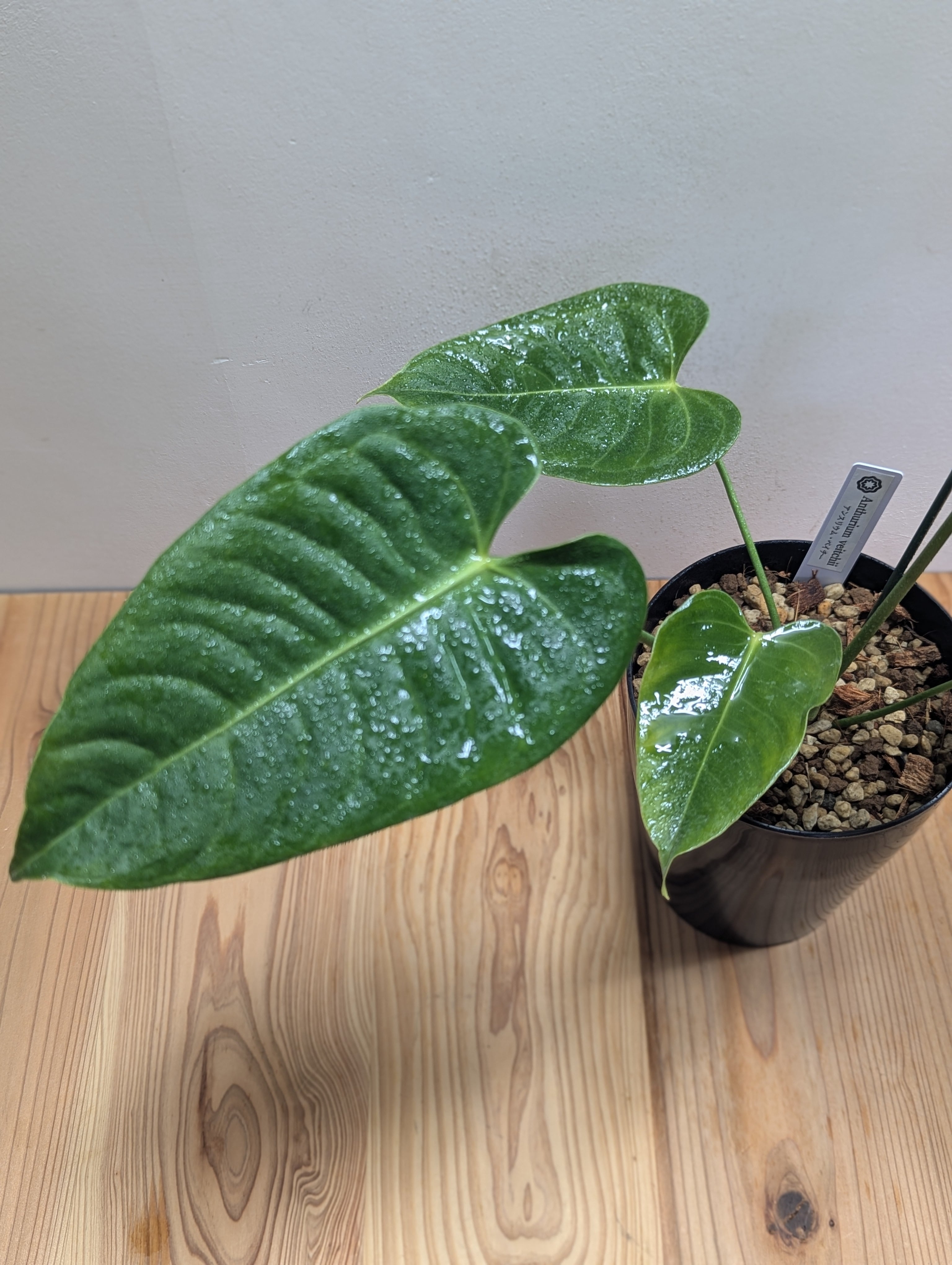 アンスリウム・ベイチー 黒鉢4号（Anthurium veitchii) | GREEN Road