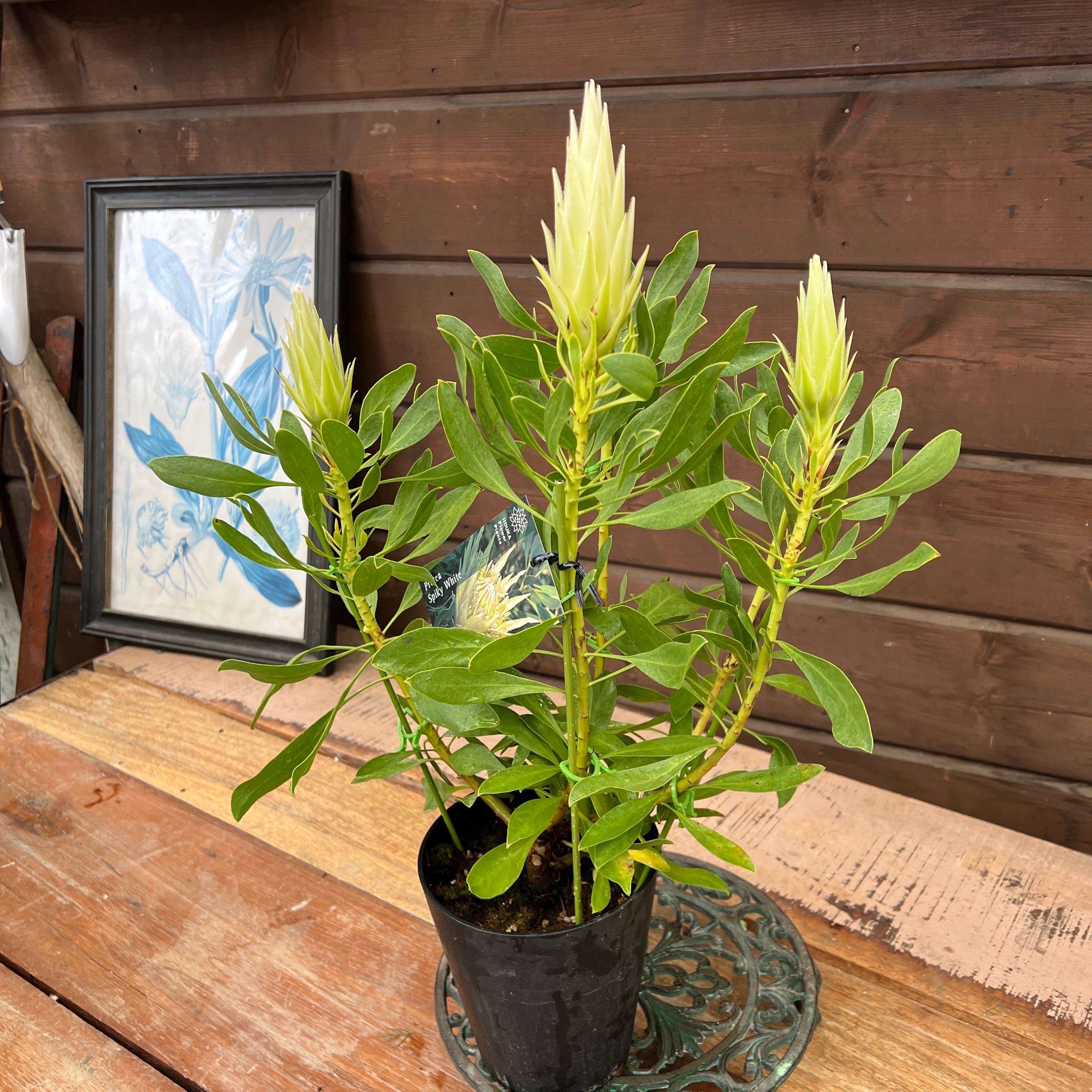 プロテア　スパイキーホワイト　2 プロテア スパイキーホワイト | 沼ノ上農園