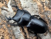 【WD】《ドルクス zhouchaoi（メンシウス ssp.） 34.5mm ペア》