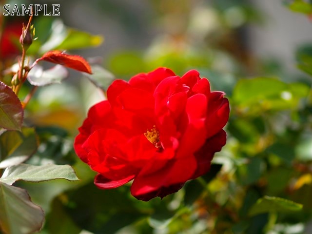 薔薇　リリーマリルーン  JPEG