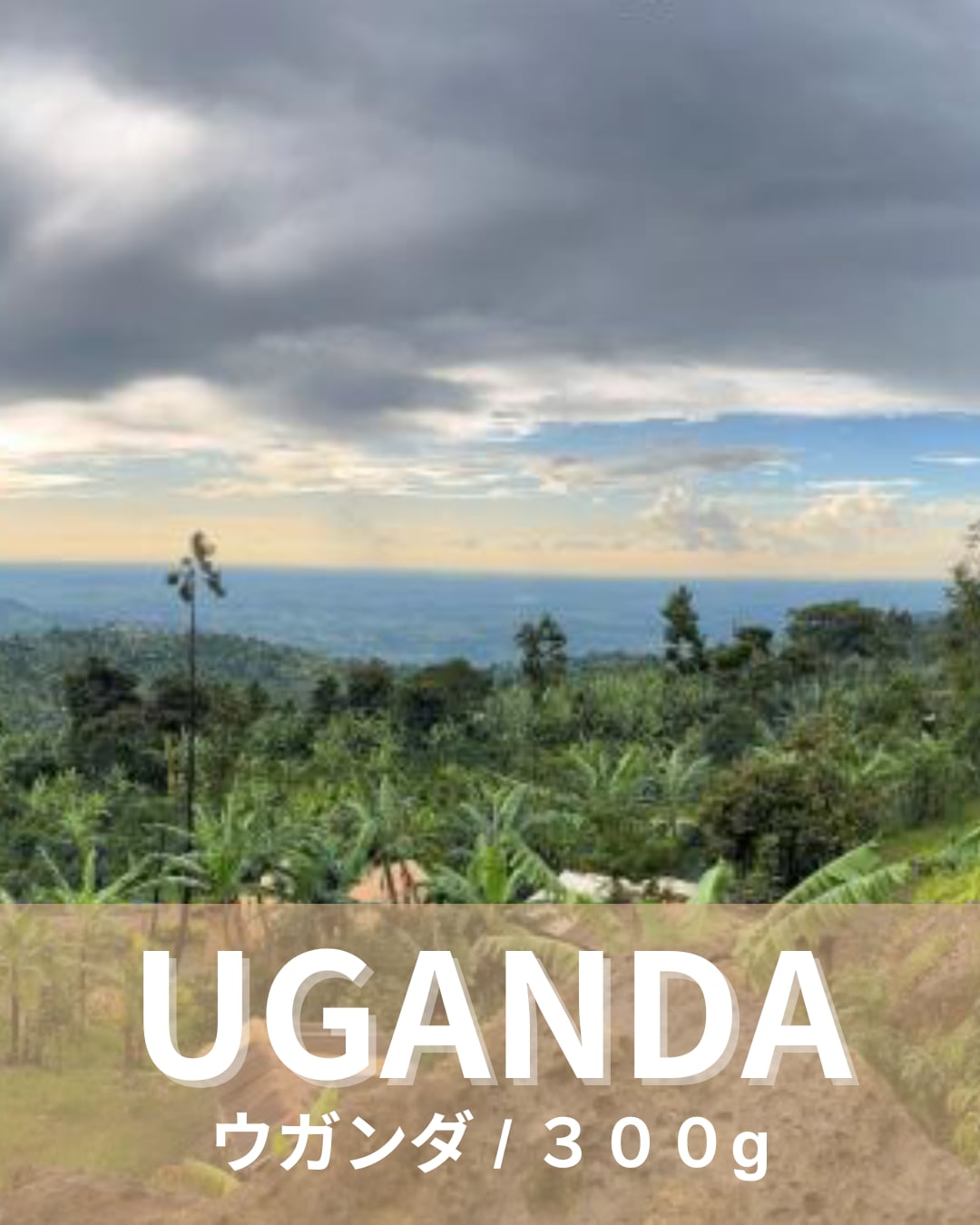 ウガンダ マウントエルゴン 300g