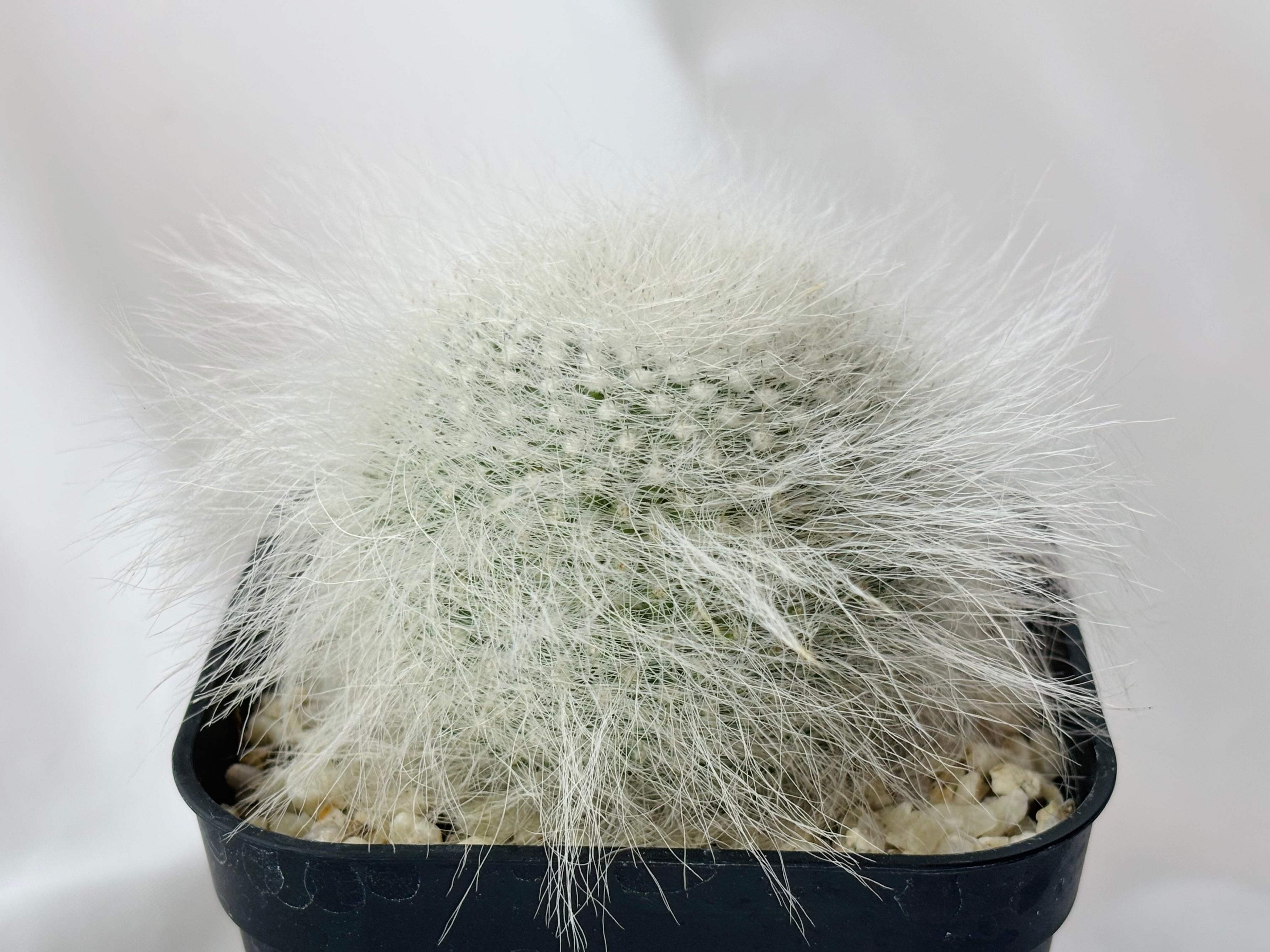 Mammillaria hahniana f. lanata マミラリア 玉翁殿 サボテン