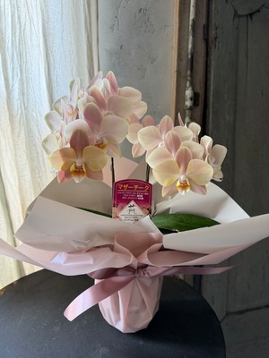 Mother’s day gift 胡蝶蘭マザーチーク