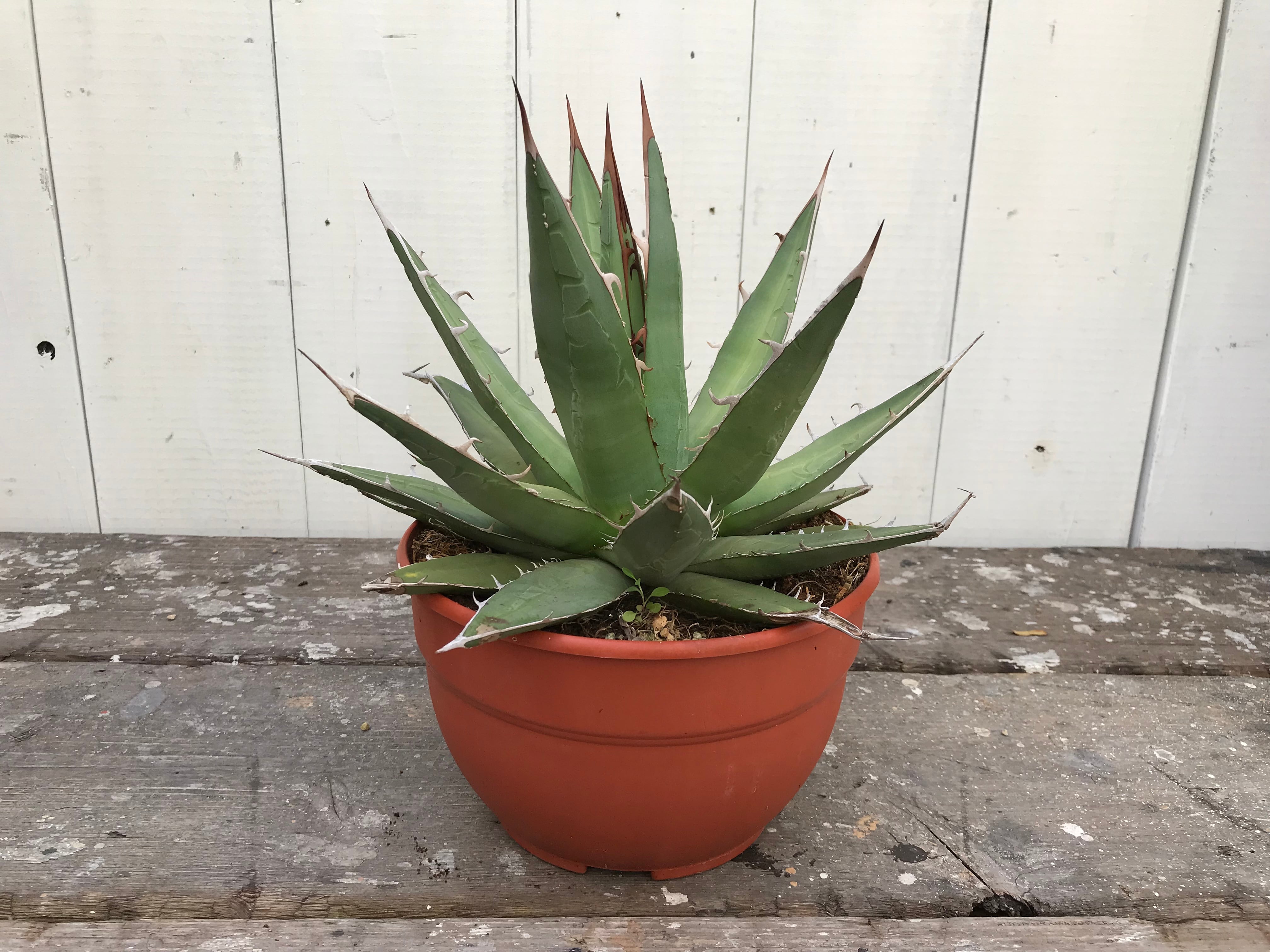 送料込み】アガベパープソラムB 帝釈天 agave purpusorum | CLUTCH