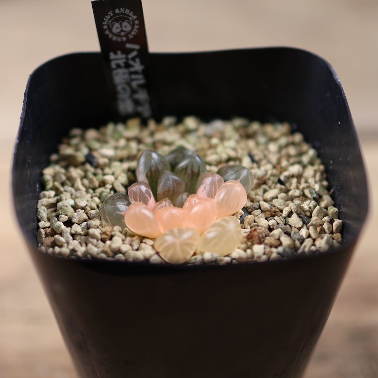 723『ハオルチア 北極の恋』 観葉植物【送料無料】 | MARX PLANTS