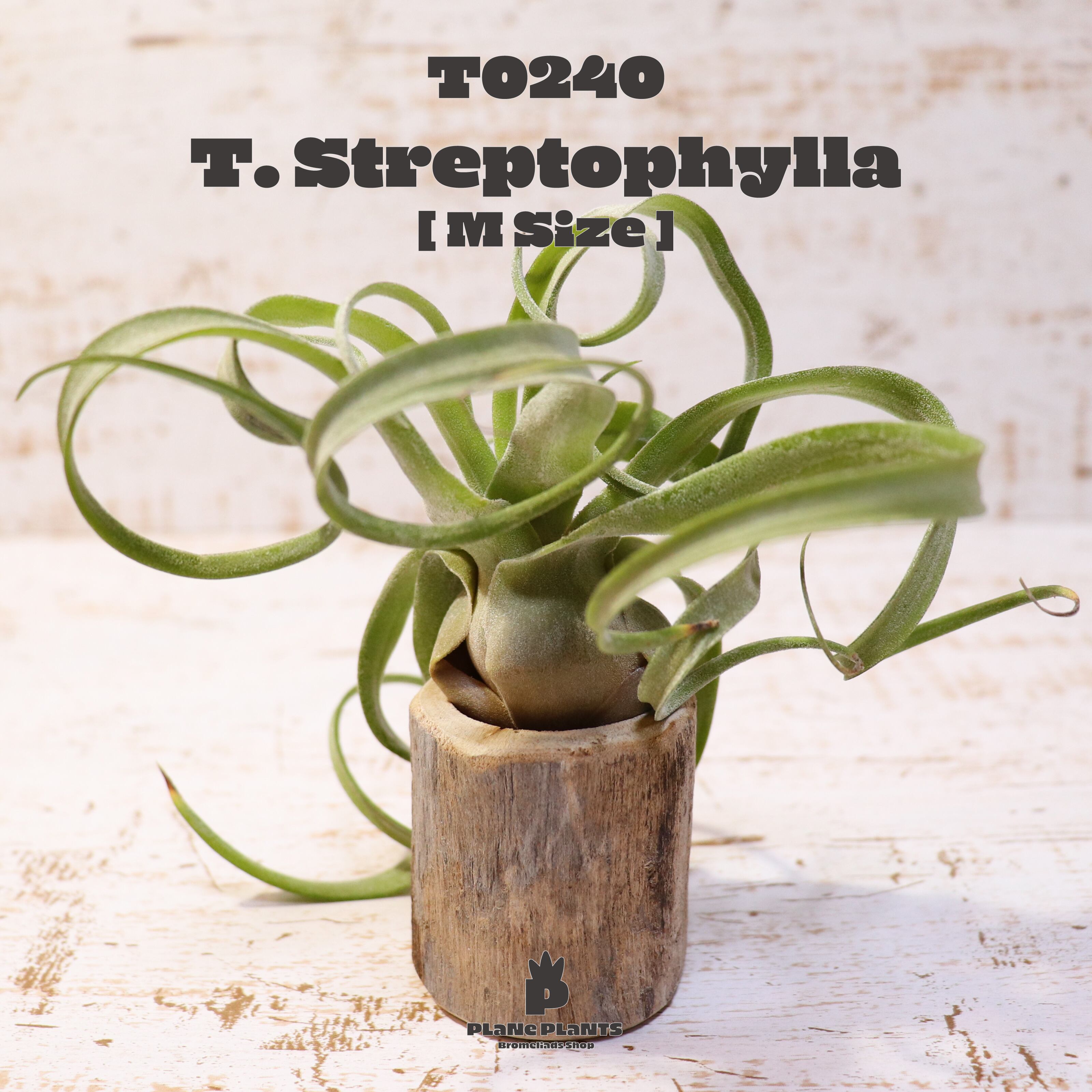 【送料無料】ストレプトフィラML〔エアプランツ〕現品発送T0240