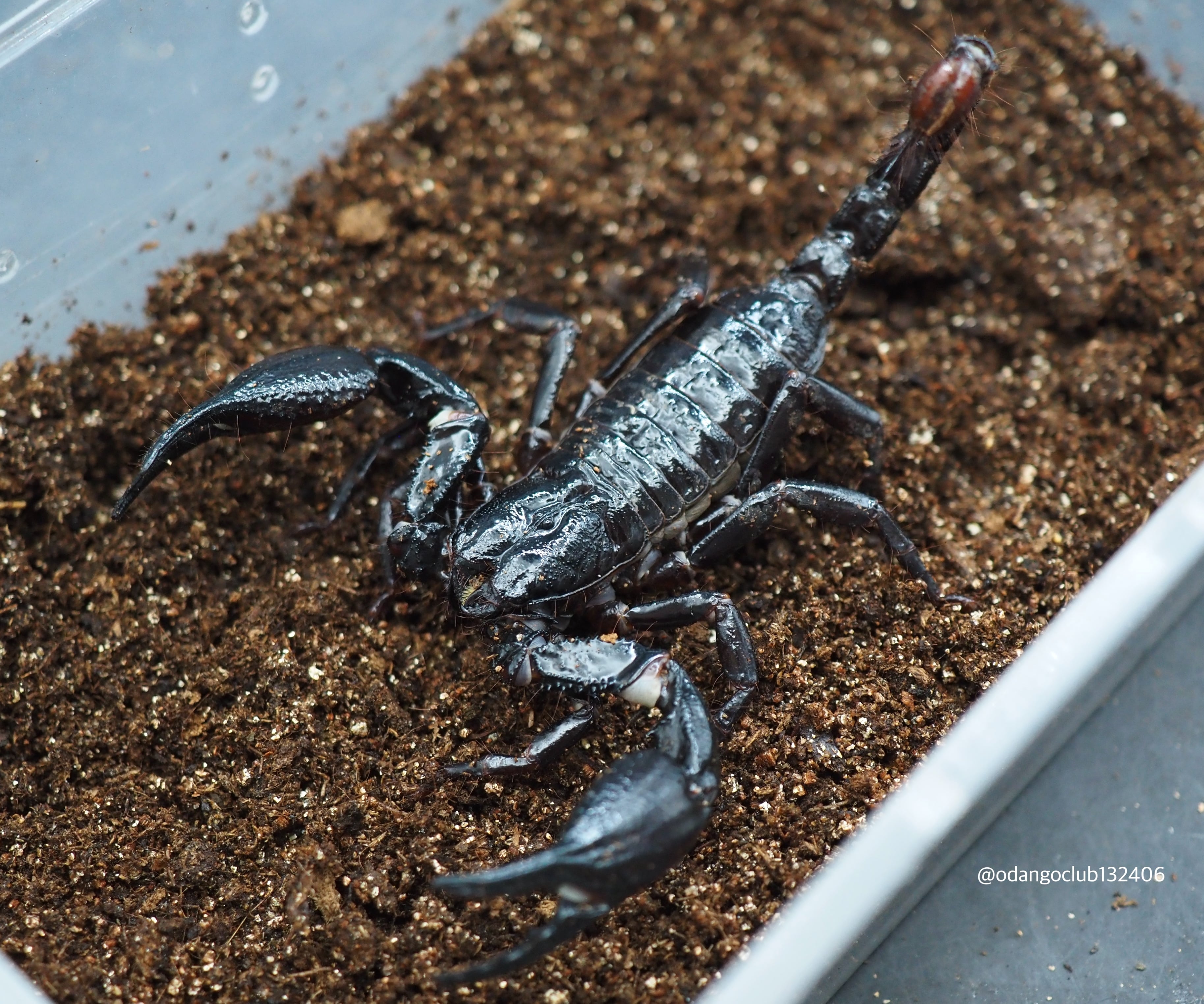 イエローデビルスコーピオン CH 1匹 サソリ | おだんごくらぶ