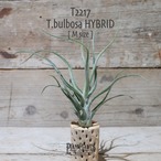 【送料無料】bulbosa HYBRID M〔エアプランツ〕現品発送T2217
