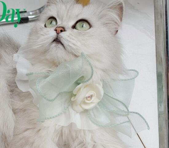 おすすめ☞《予約》№210838 シルキーローズリボン