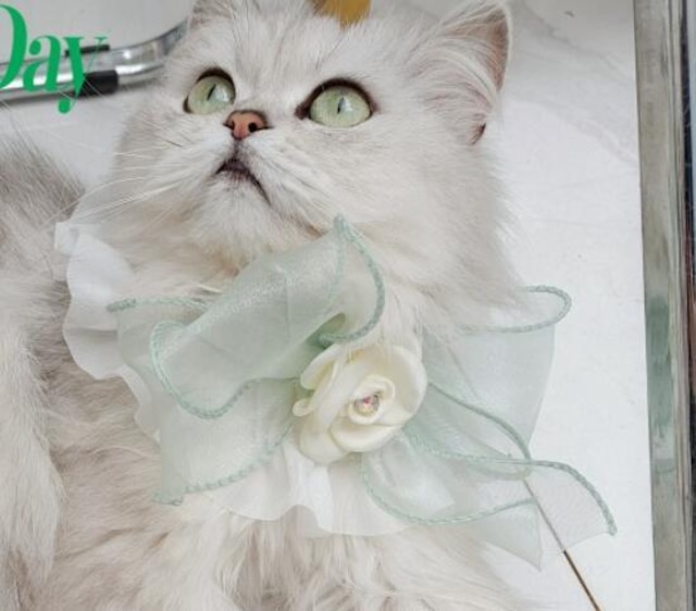 おすすめ☞《予約》№210838 シルキーローズリボン