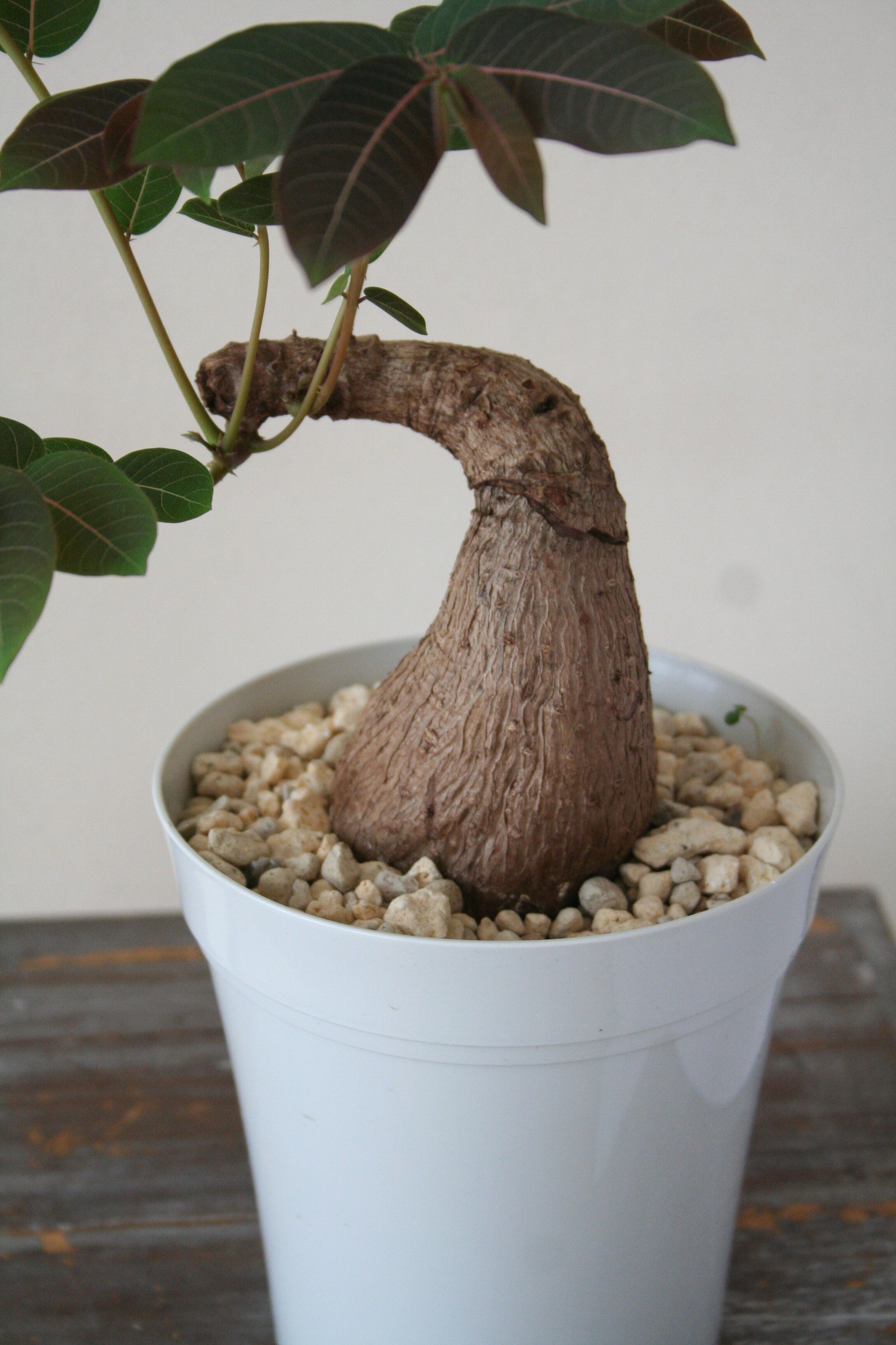 フィランサス・ミラビリス | Pay ID