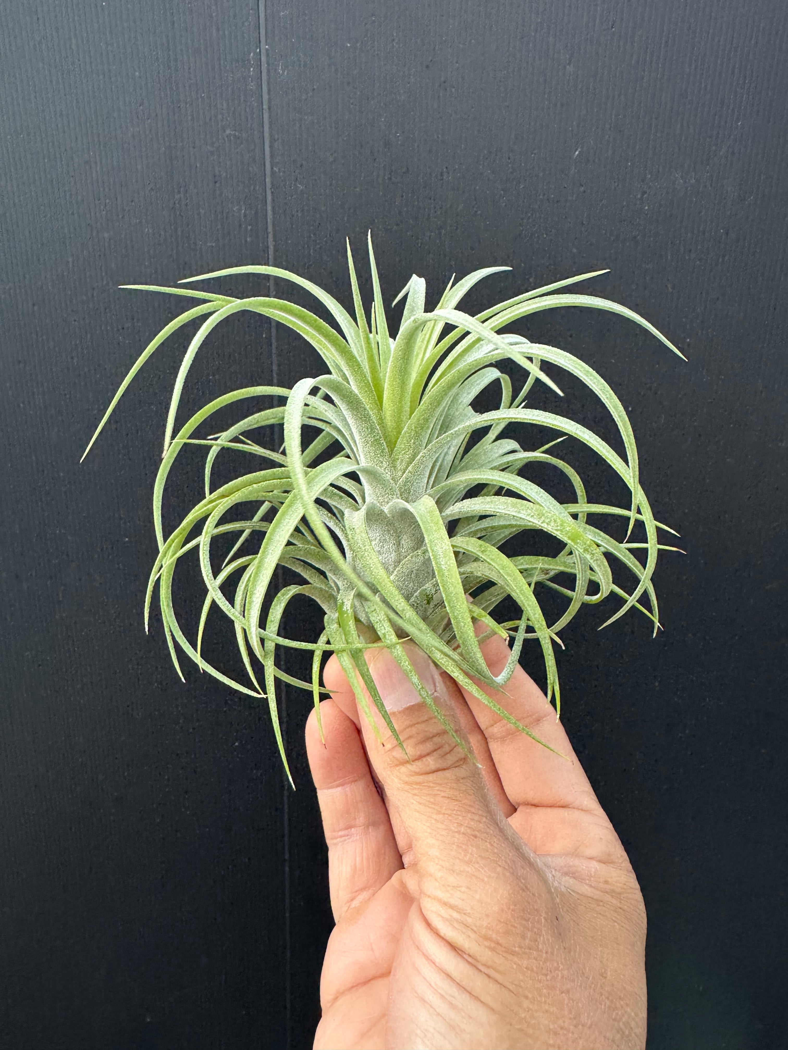 エアプランツ-ティランジア | クルール プランツ couleur plants