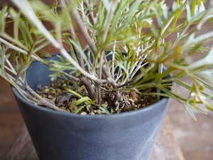 【現物】グレビレア　”クリームパッション”　A