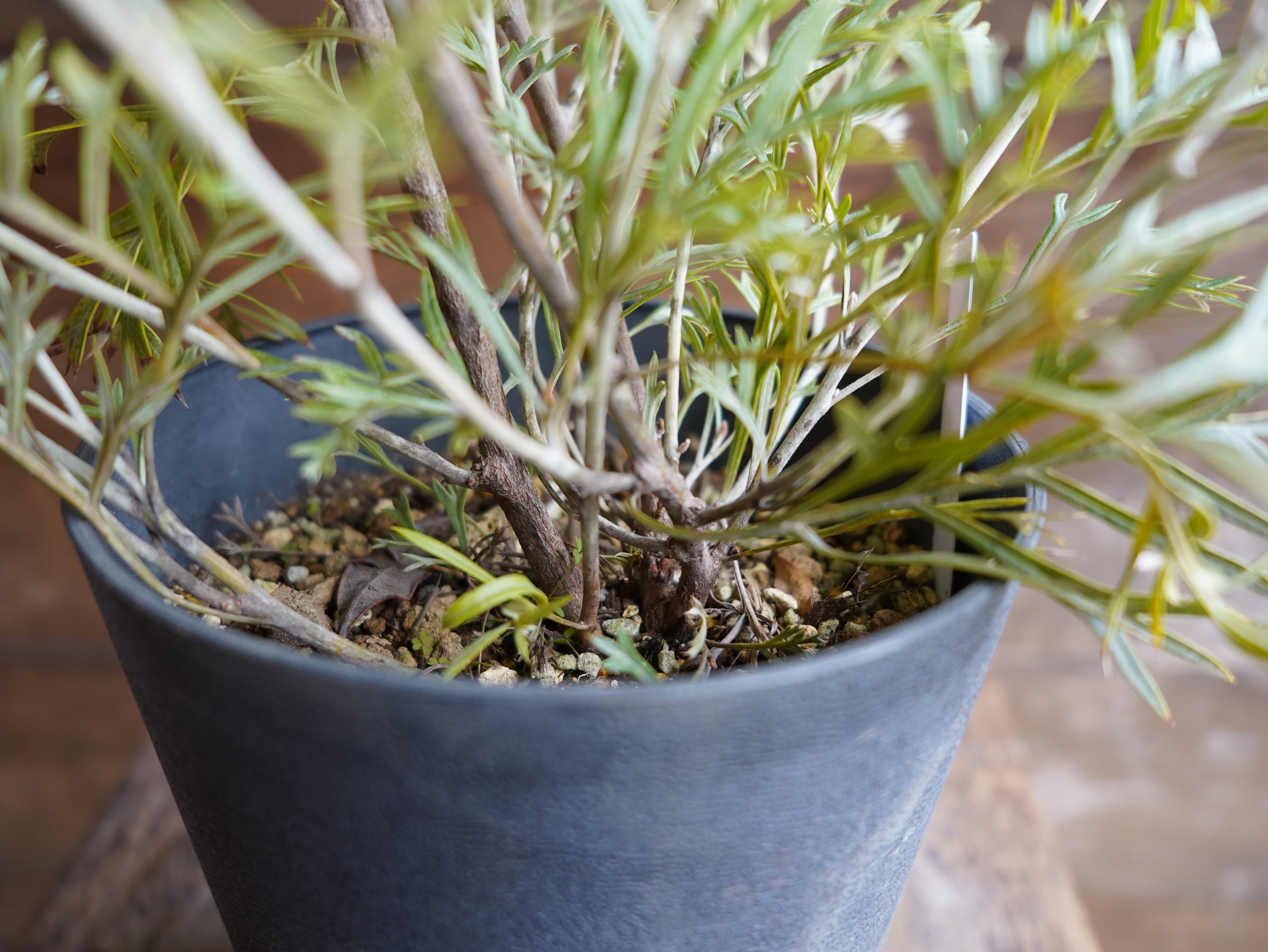 【現物】グレビレア　”クリームパッション”　A