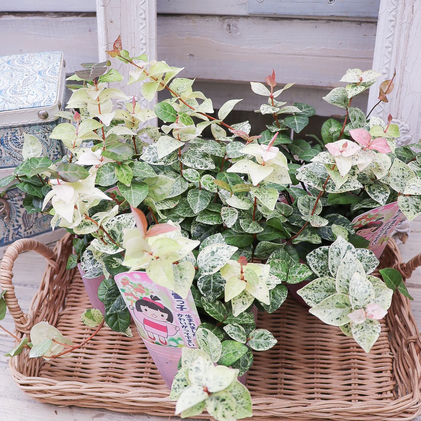 ハツユキカズラ『初雪っこ』｜白斑とピンクが可愛いカラーリーフ
