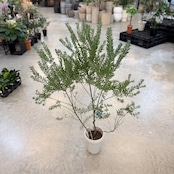 アカシア ブルーブッシュ【392】