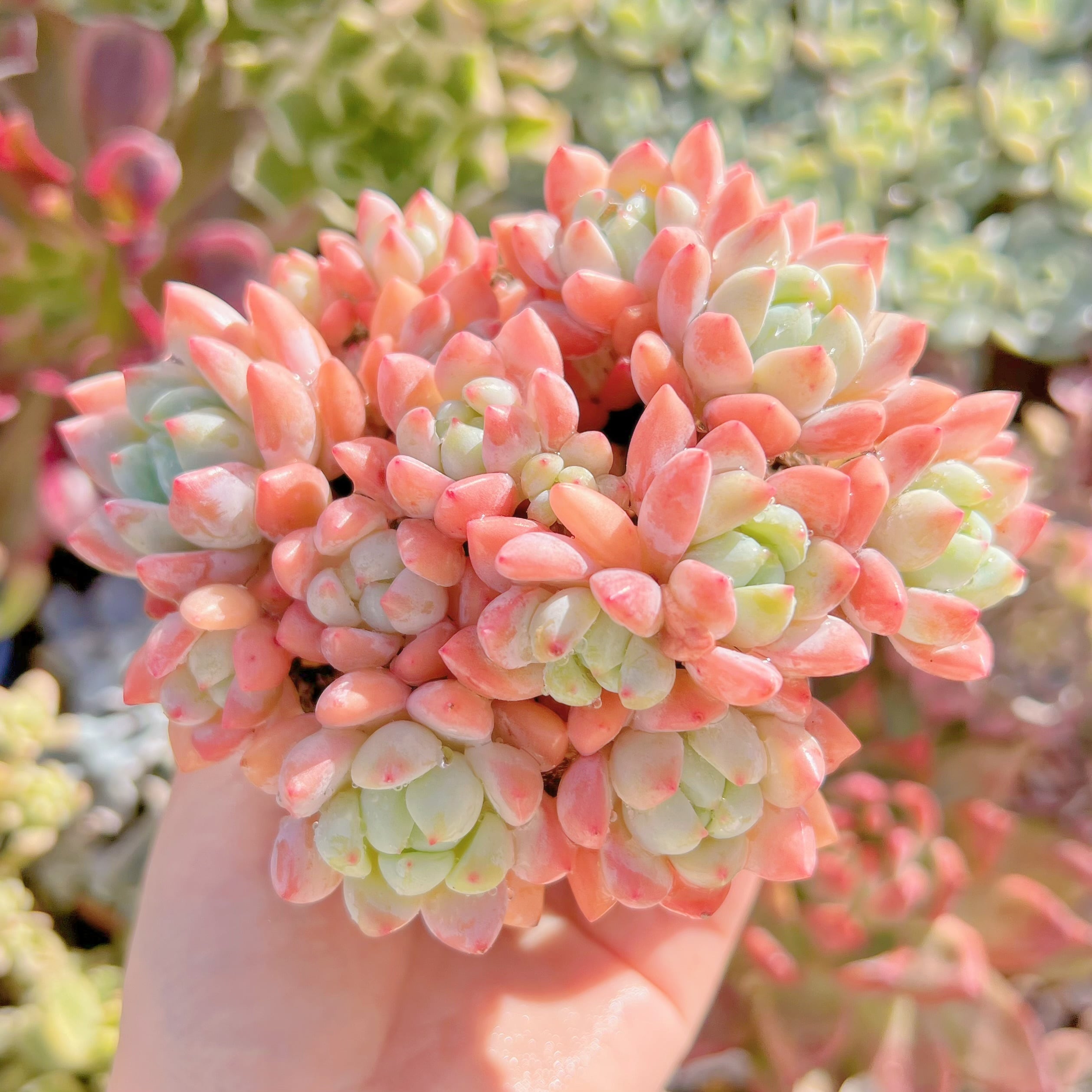 現品　プロリフェラxラウル#230   るる農園